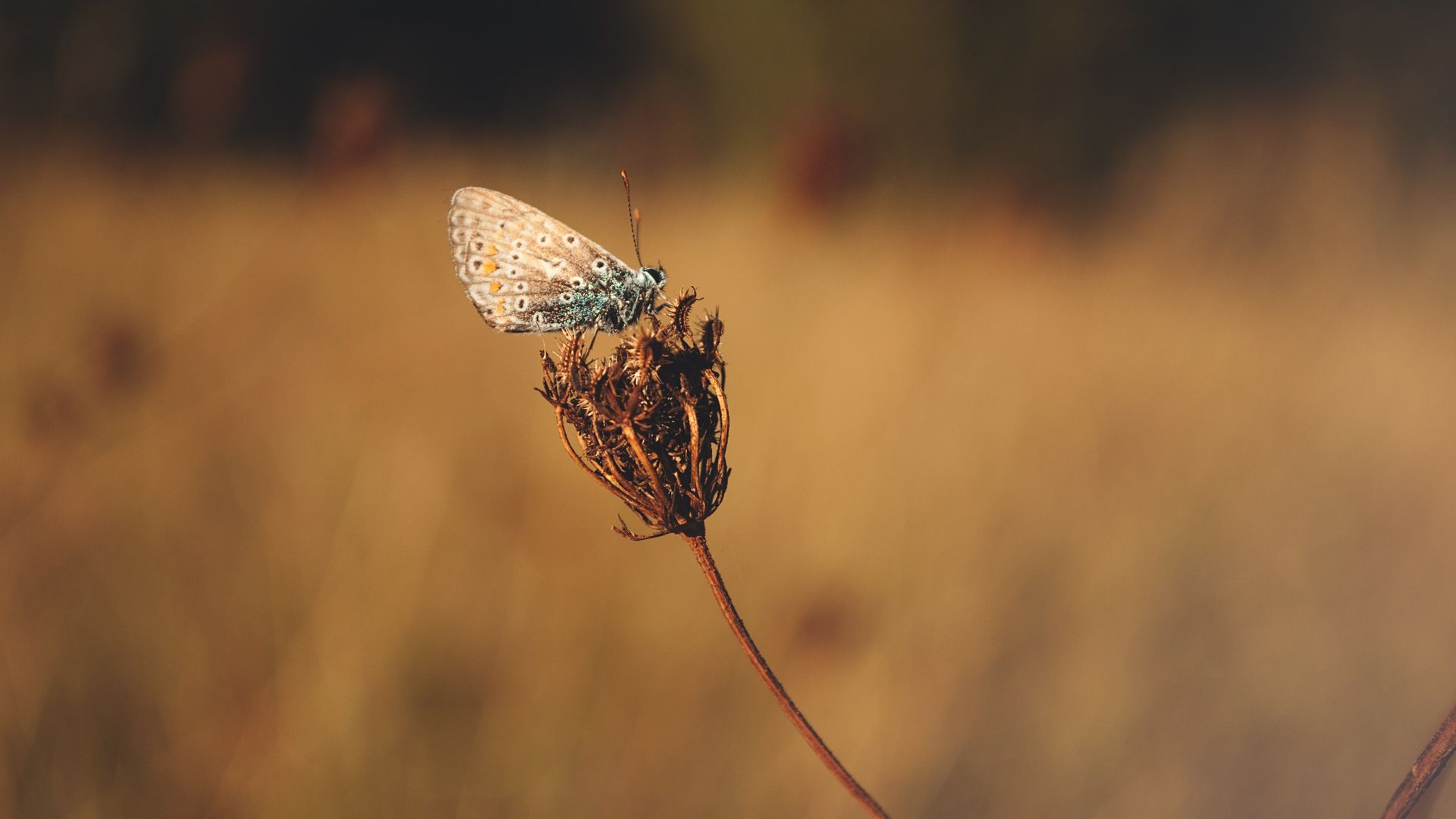 Blue Butterfly On Brown Flower Bud - HD Wallpaper 