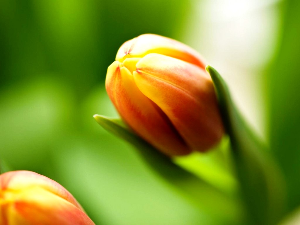 Flower Bud Desktop Wallpaper - Tulip Bud - HD Wallpaper 