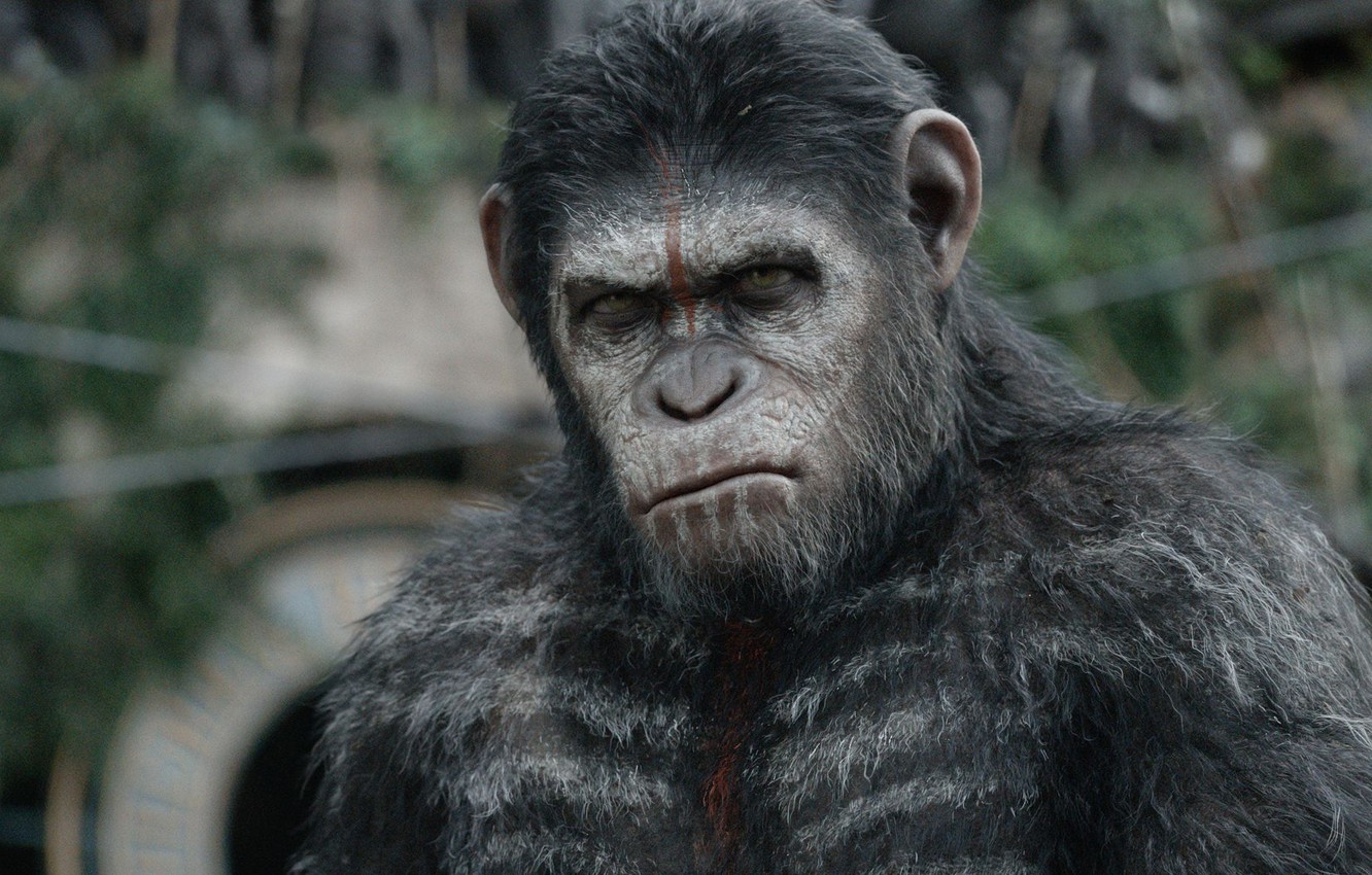 Photo Wallpaper Monkey, Monkey, Caesar, Caesar, Chimpanzees, - Planet Of The Apes - HD Wallpaper 