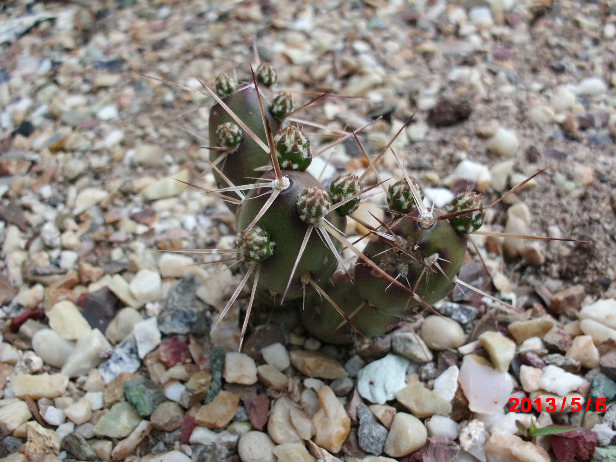 [thumbnail For Opuntia-fragilaris ] - Eastern Prickly Pear - HD Wallpaper 