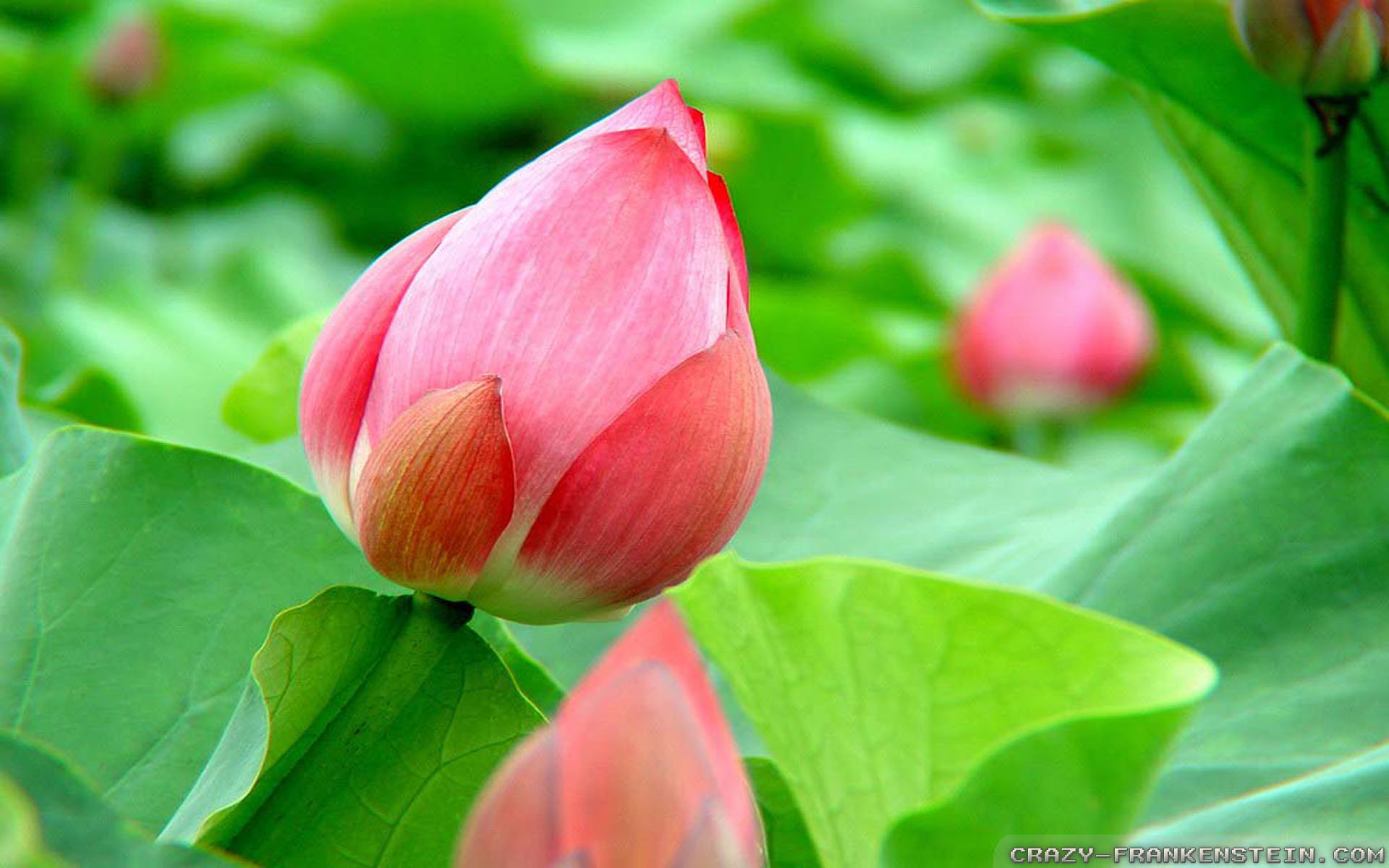 Lotus Bud - HD Wallpaper 