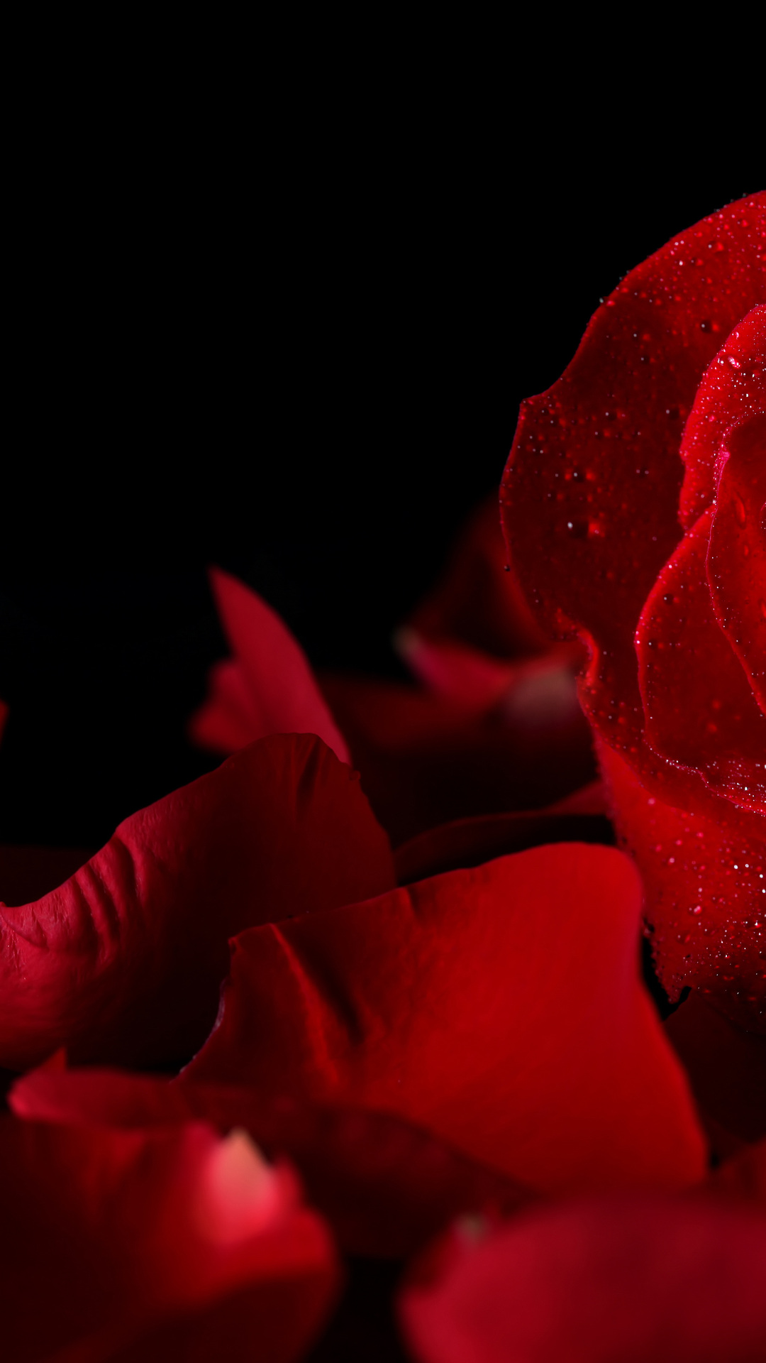 Background, Flowers, Rose, Petals, Black, Drops, Bud, - Flowers Red And Black Rose - HD Wallpaper 