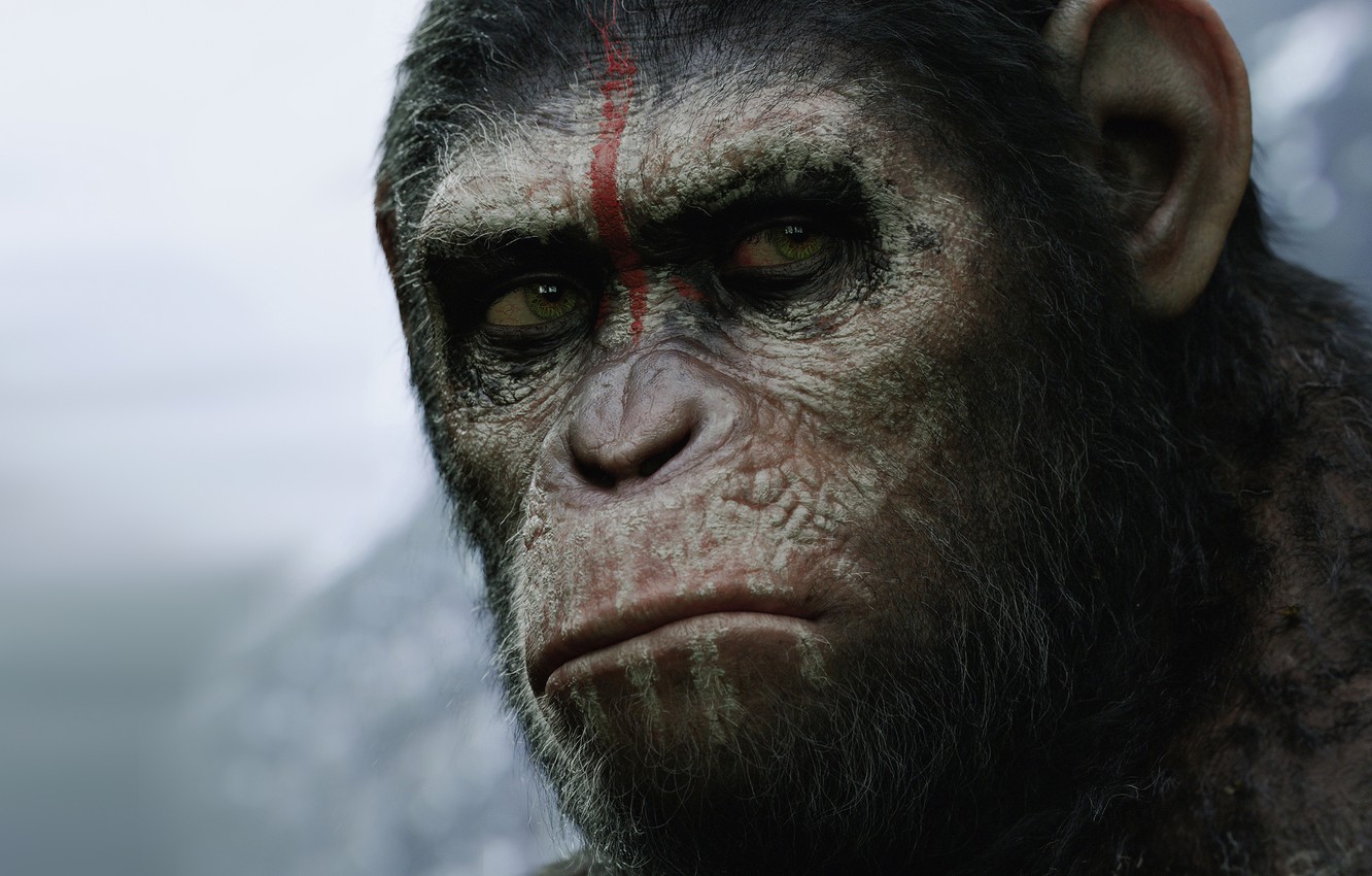 Photo Wallpaper Caesar, Caesar, Planet Of The Apes - Dawn Of The Planet