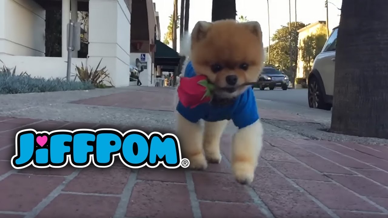 Pomeranian - HD Wallpaper 