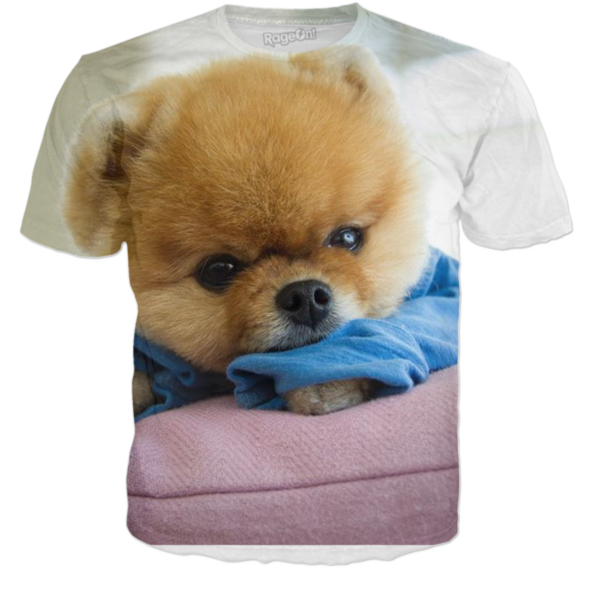 Pomeranian - HD Wallpaper 