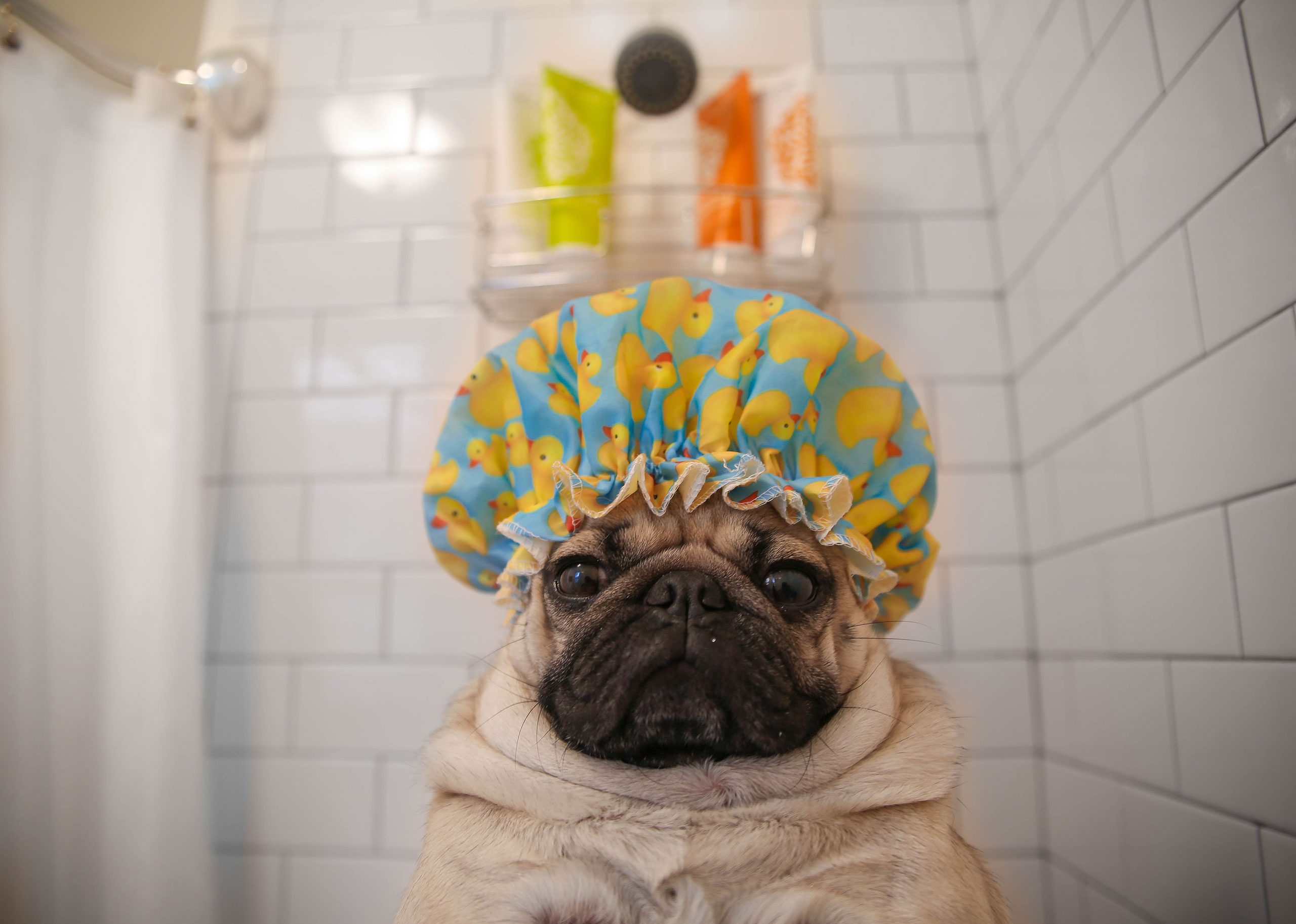 Background Doug The Pug - HD Wallpaper 