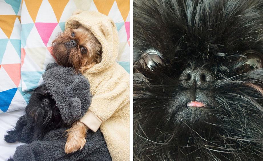 Labradoodle - HD Wallpaper 