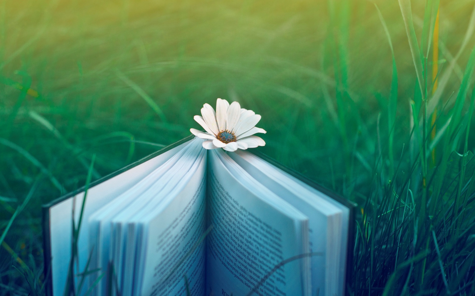 Click To Free Download The Wallpaper A White Flower - Book In The Grass - HD Wallpaper 
