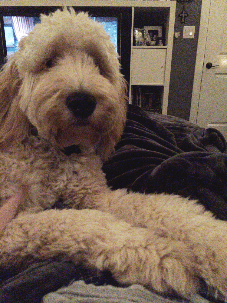 Goldendoodle Puppies Pinterest - Goldendoodle Thank You Gif - HD Wallpaper 