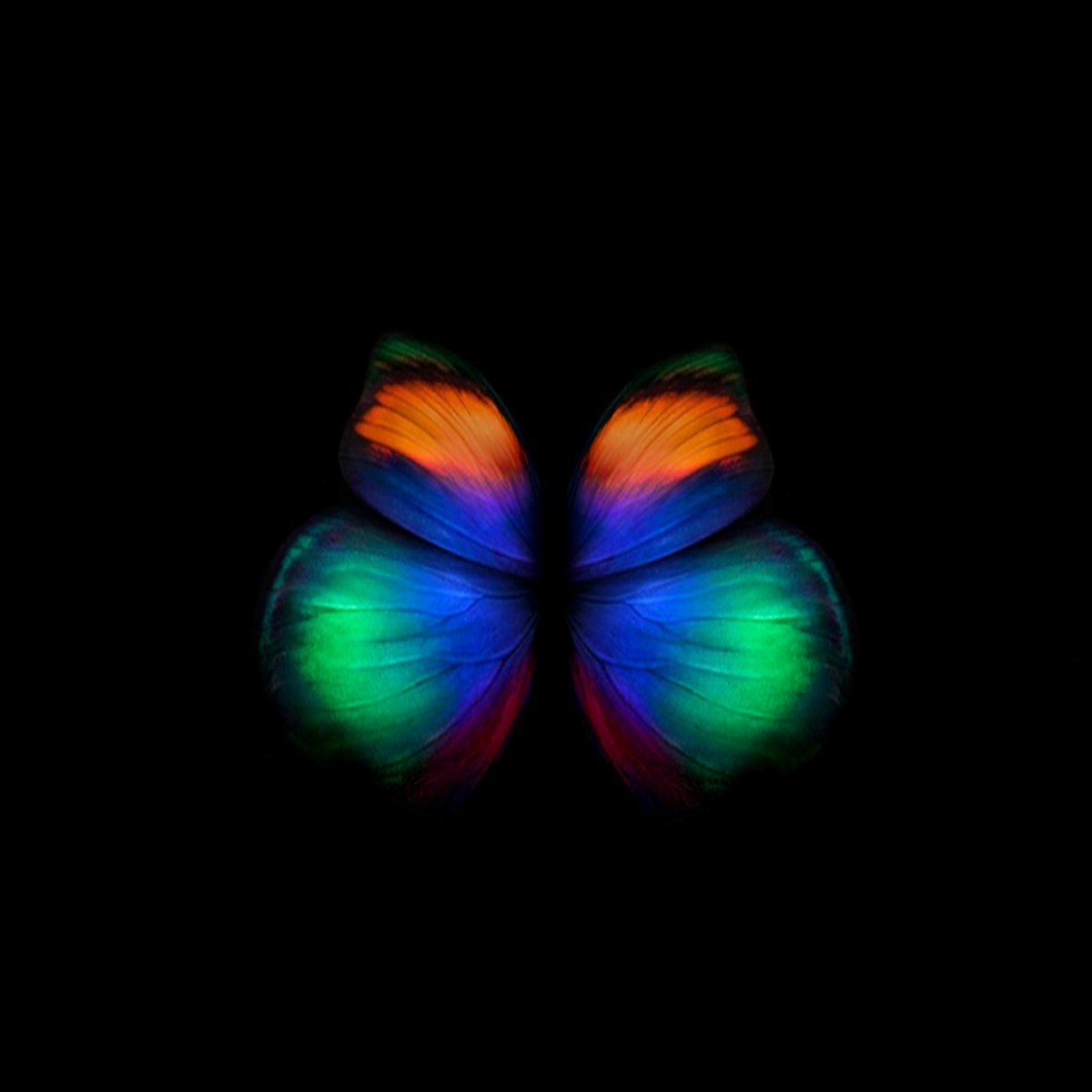 Brush-footed Butterfly - HD Wallpaper 