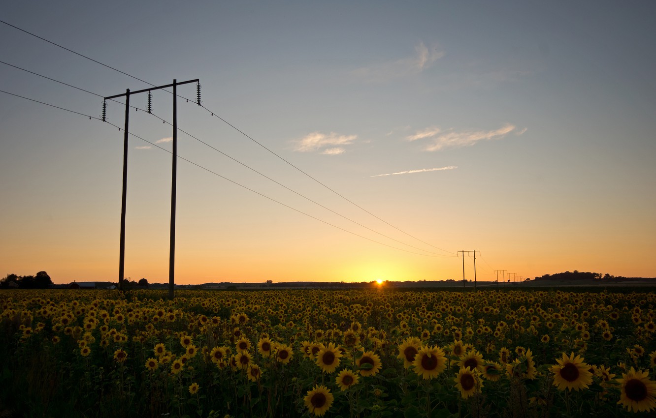 Photo Wallpaper Field, The Sky, The Sun, Clouds, Sunflowers, - Провода Природа - HD Wallpaper 