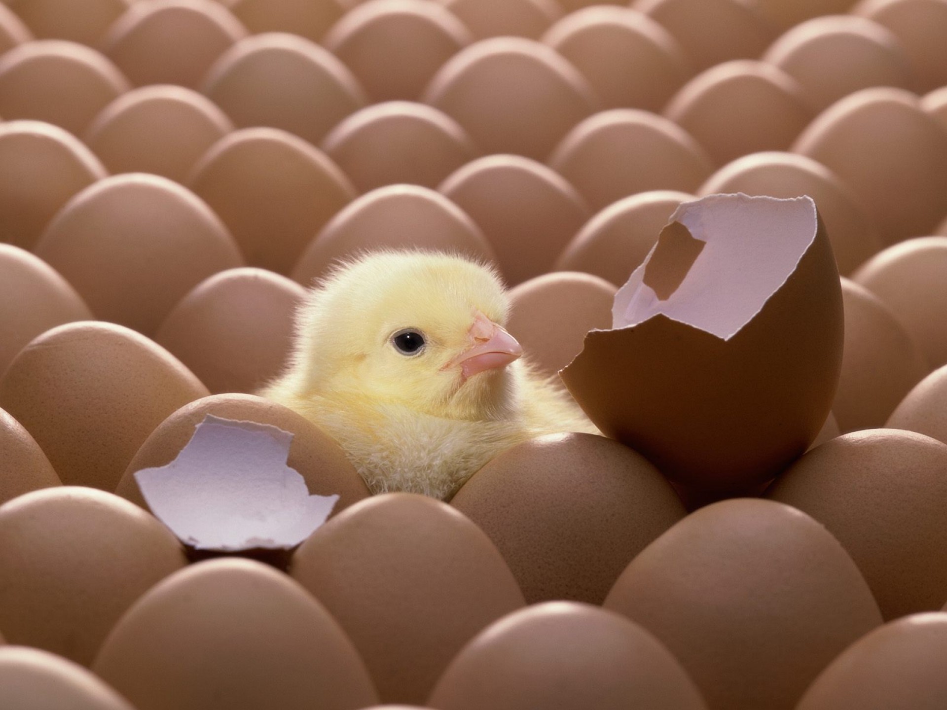 Chicken Breaking Out Of Egg - HD Wallpaper 
