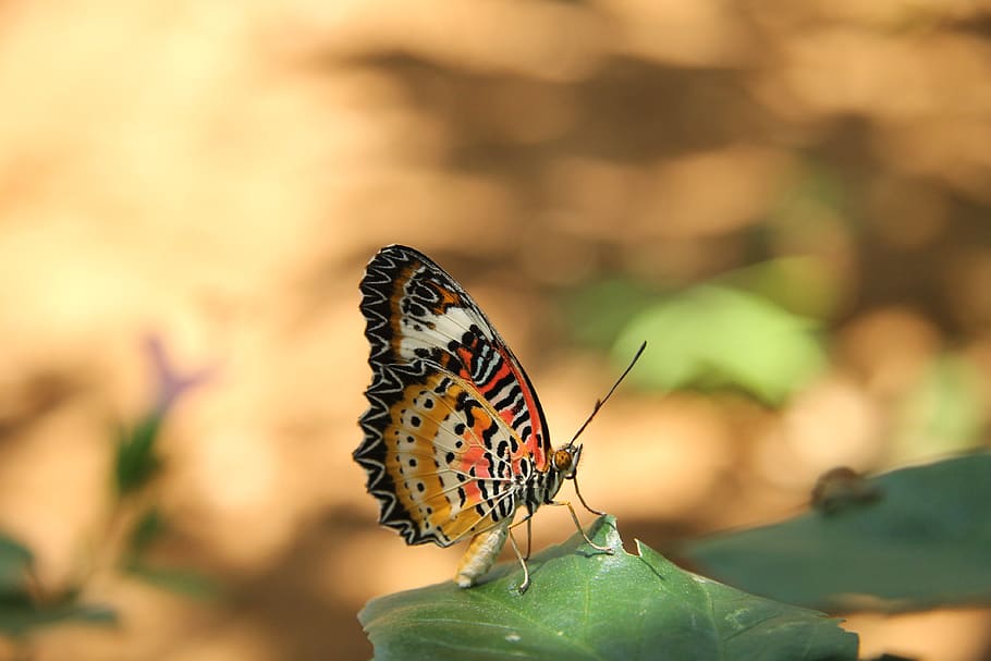 Butterfly, Asia, Nature, Insect, Thailand, Colorful, - Ázsiai Pillangók - HD Wallpaper 