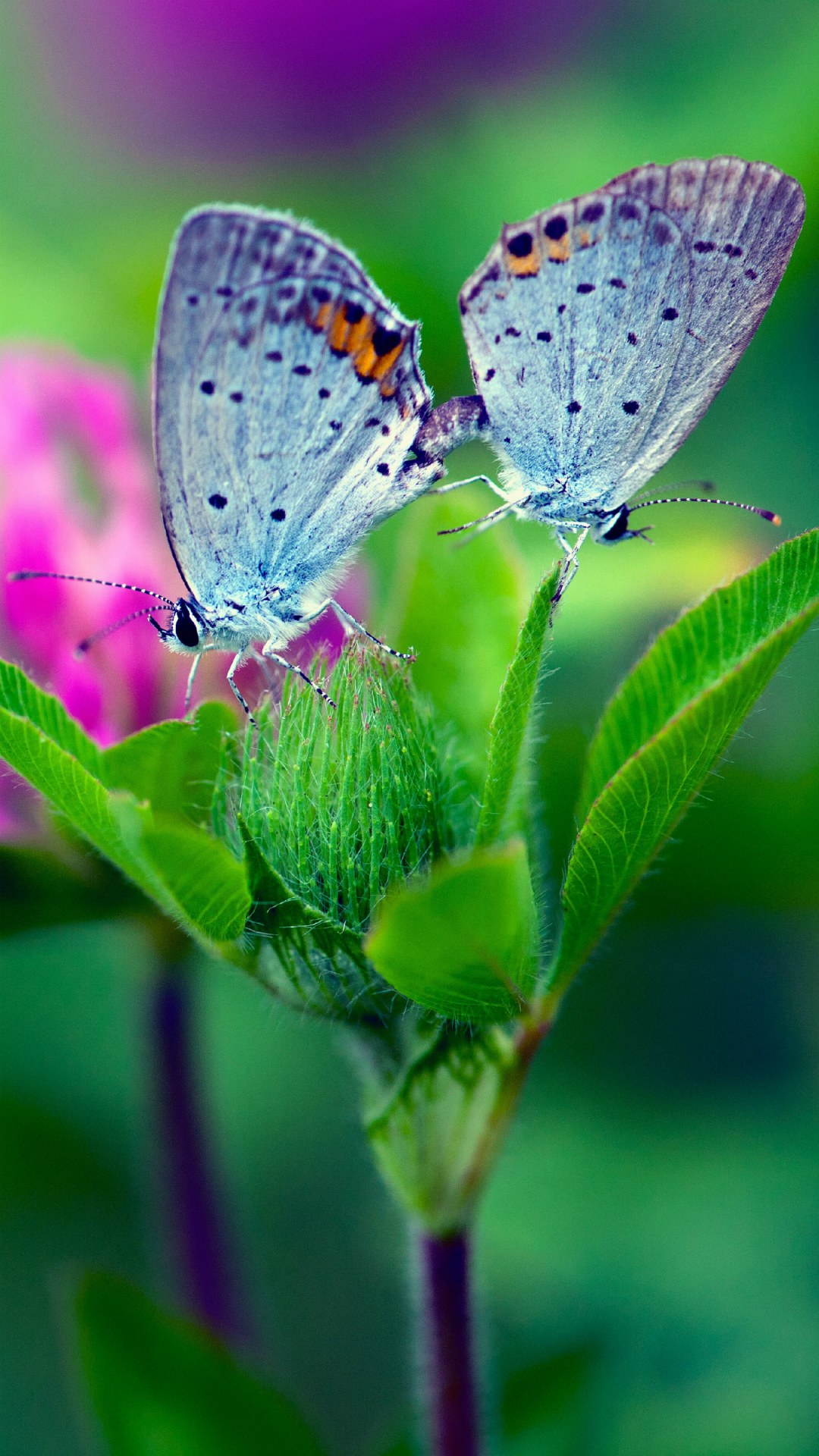 Butterfly Hd Wallpaper Free Download - Iphone 7 Wallpaper For Mobile - HD Wallpaper 