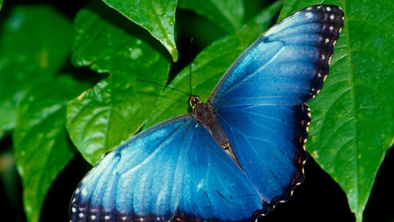 Beautiful Butterflies - HD Wallpaper 