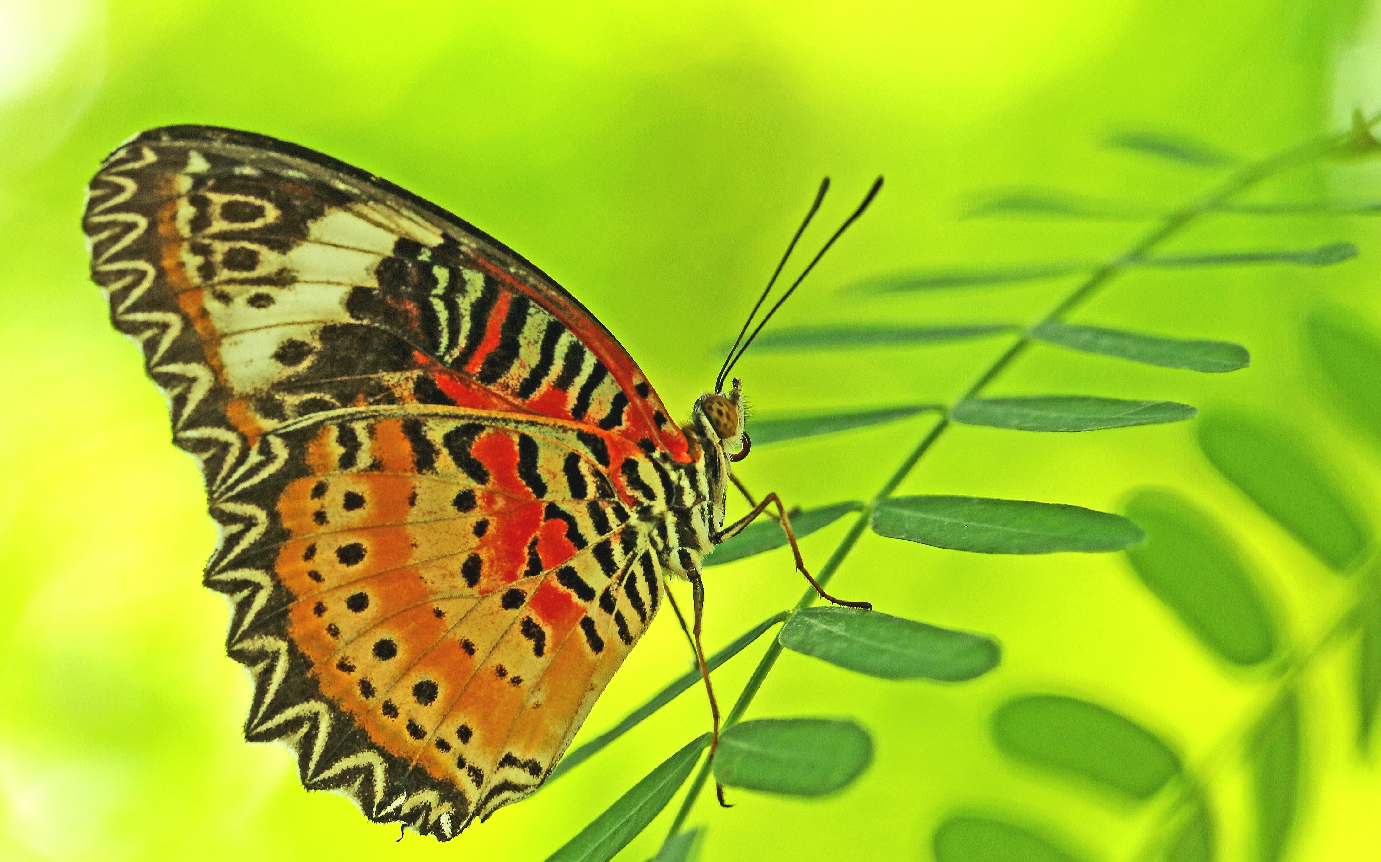 Butterfly - HD Wallpaper 