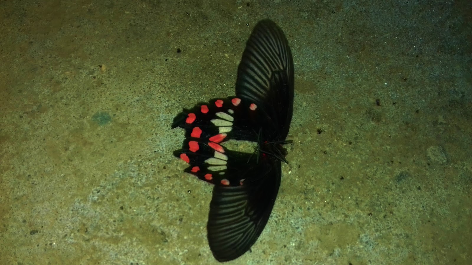 The Butterfly Deteil - Riodinidae - HD Wallpaper 