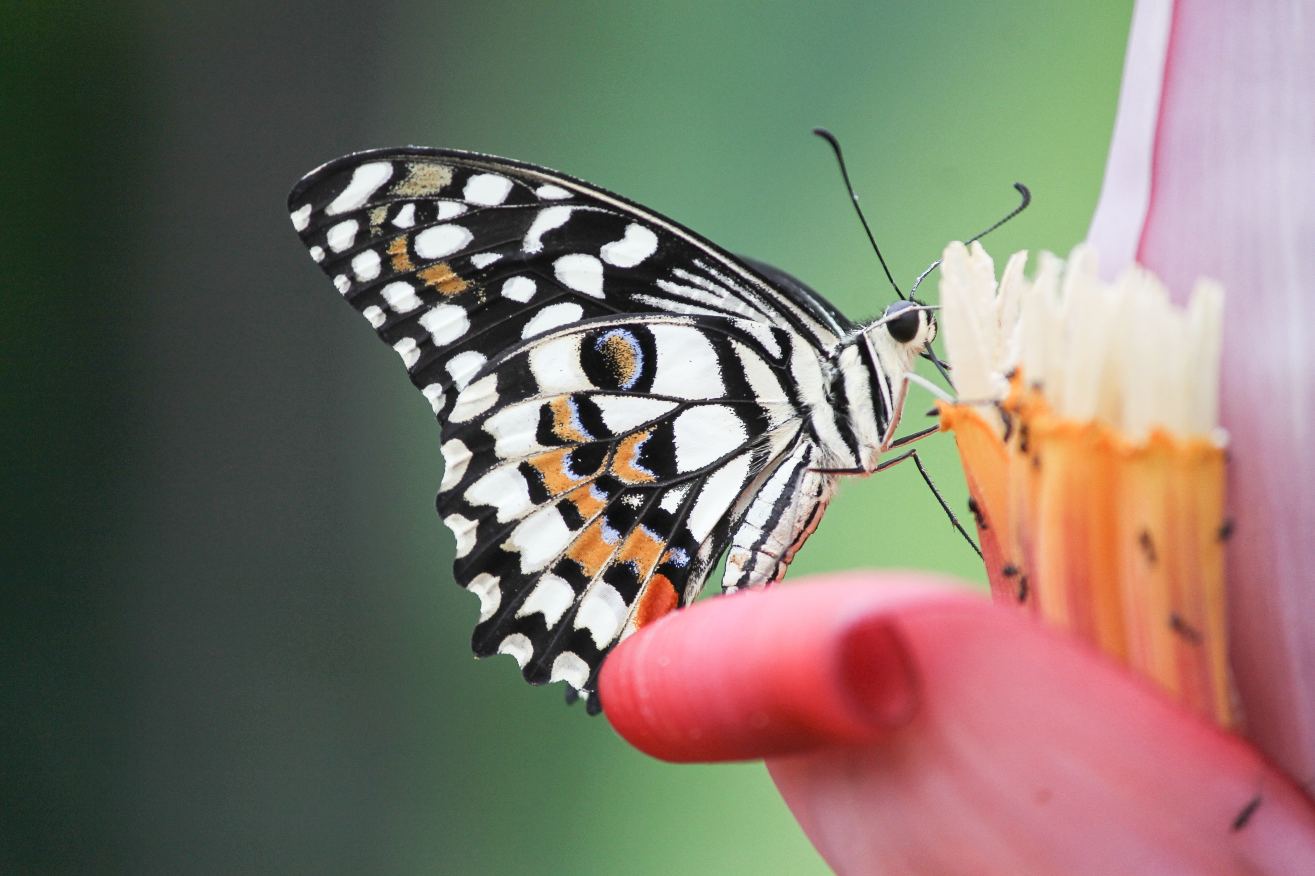 Lycaenid - HD Wallpaper 