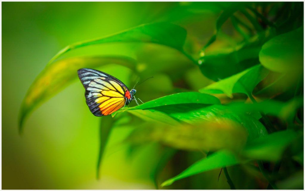 Cute Nature Butterfly Wallpaper Hd - HD Wallpaper 