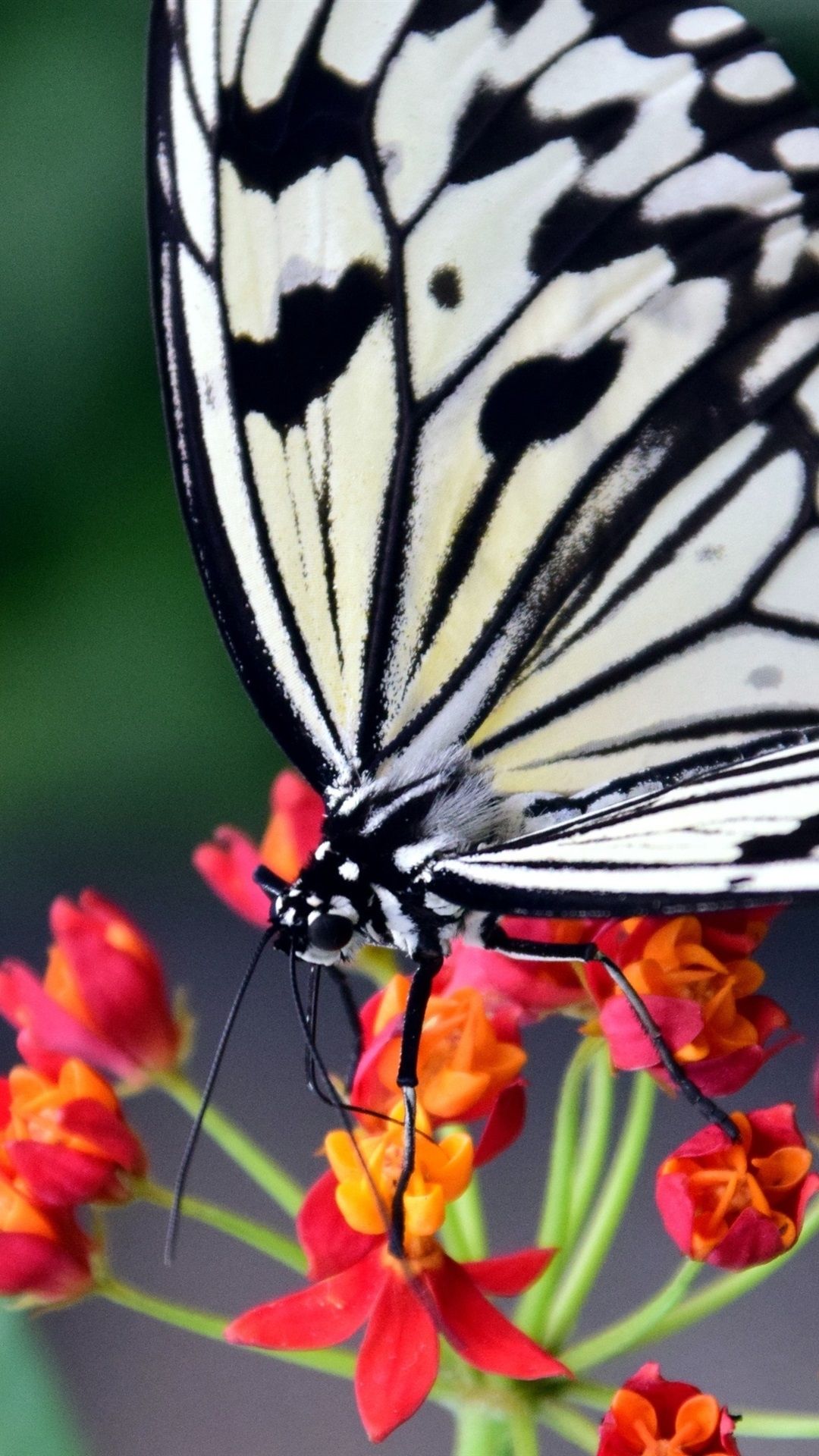 Butterfly Phone Wallpaper Hd - Hello Beautiful August Gif - HD Wallpaper 