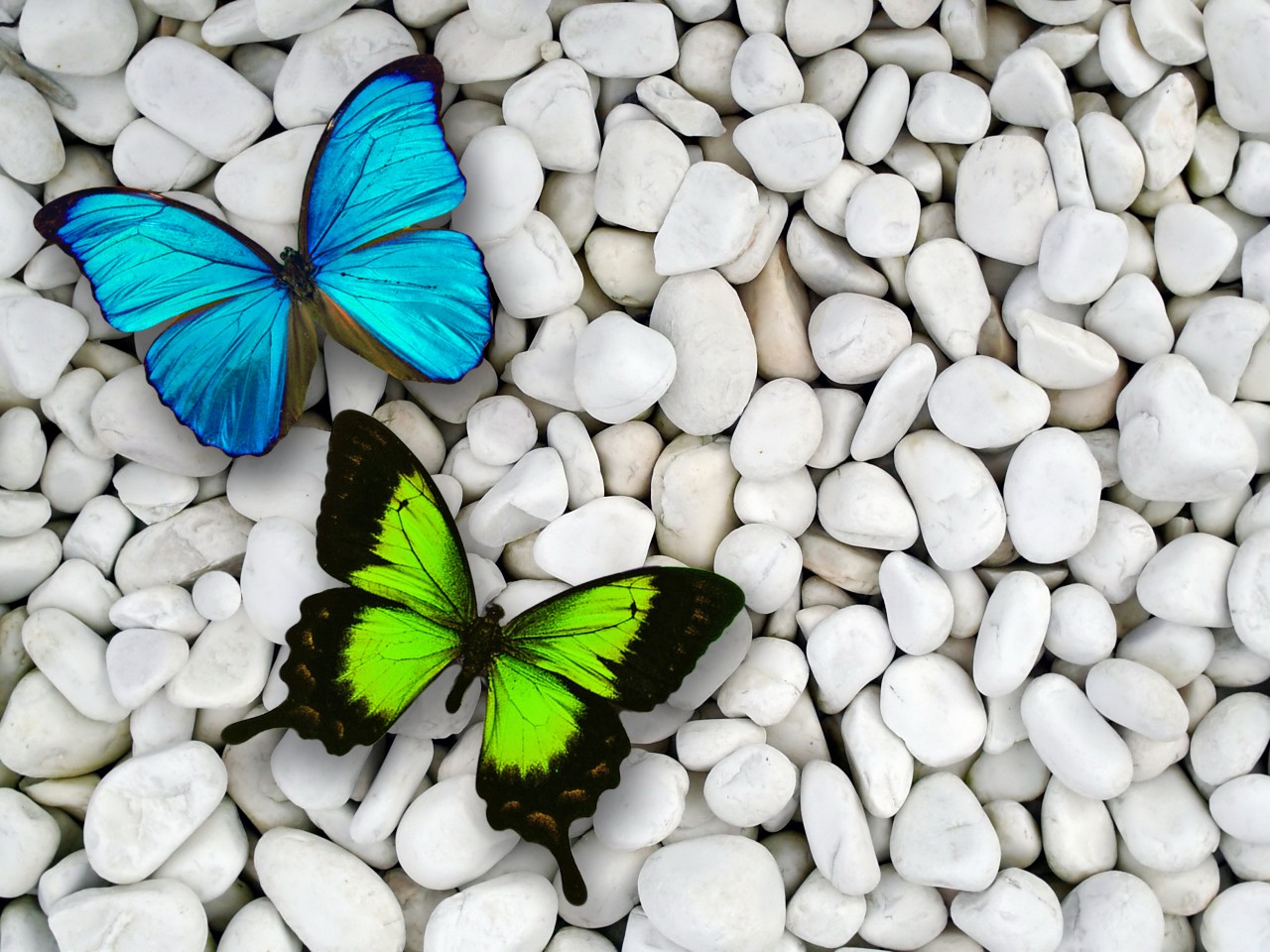 Beautiful Butterfly Wallpapers For Desktop - Blue And Green Butterflies - HD Wallpaper 