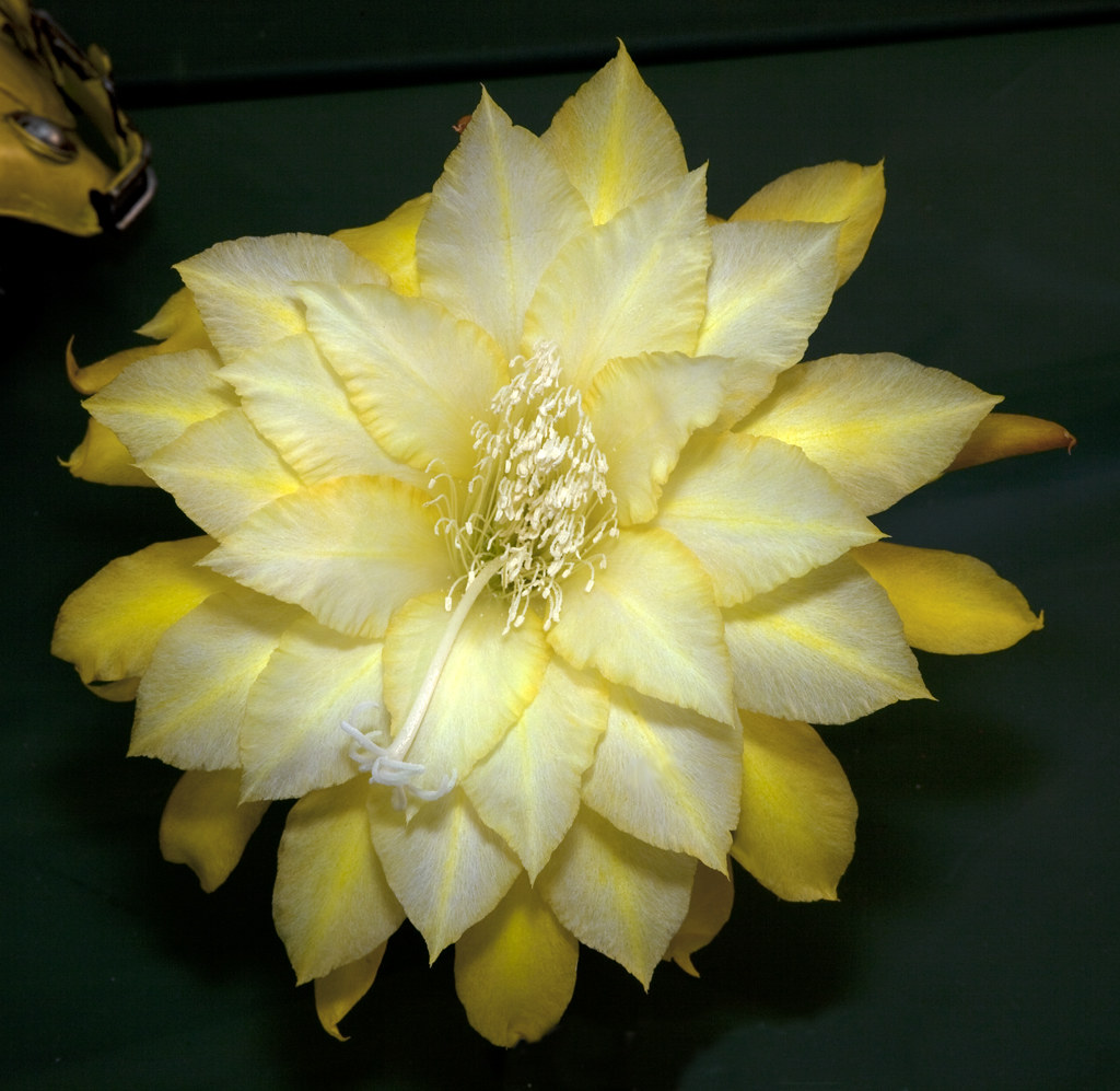 Large-flowered Cactus - HD Wallpaper 