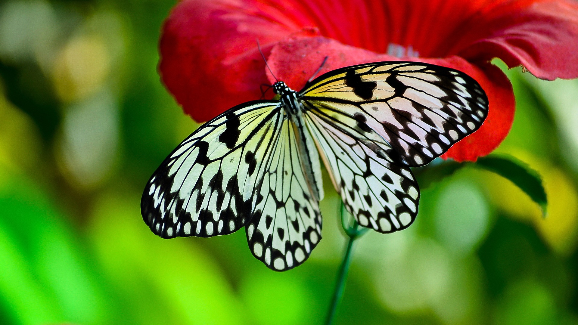 Butterfly - HD Wallpaper 