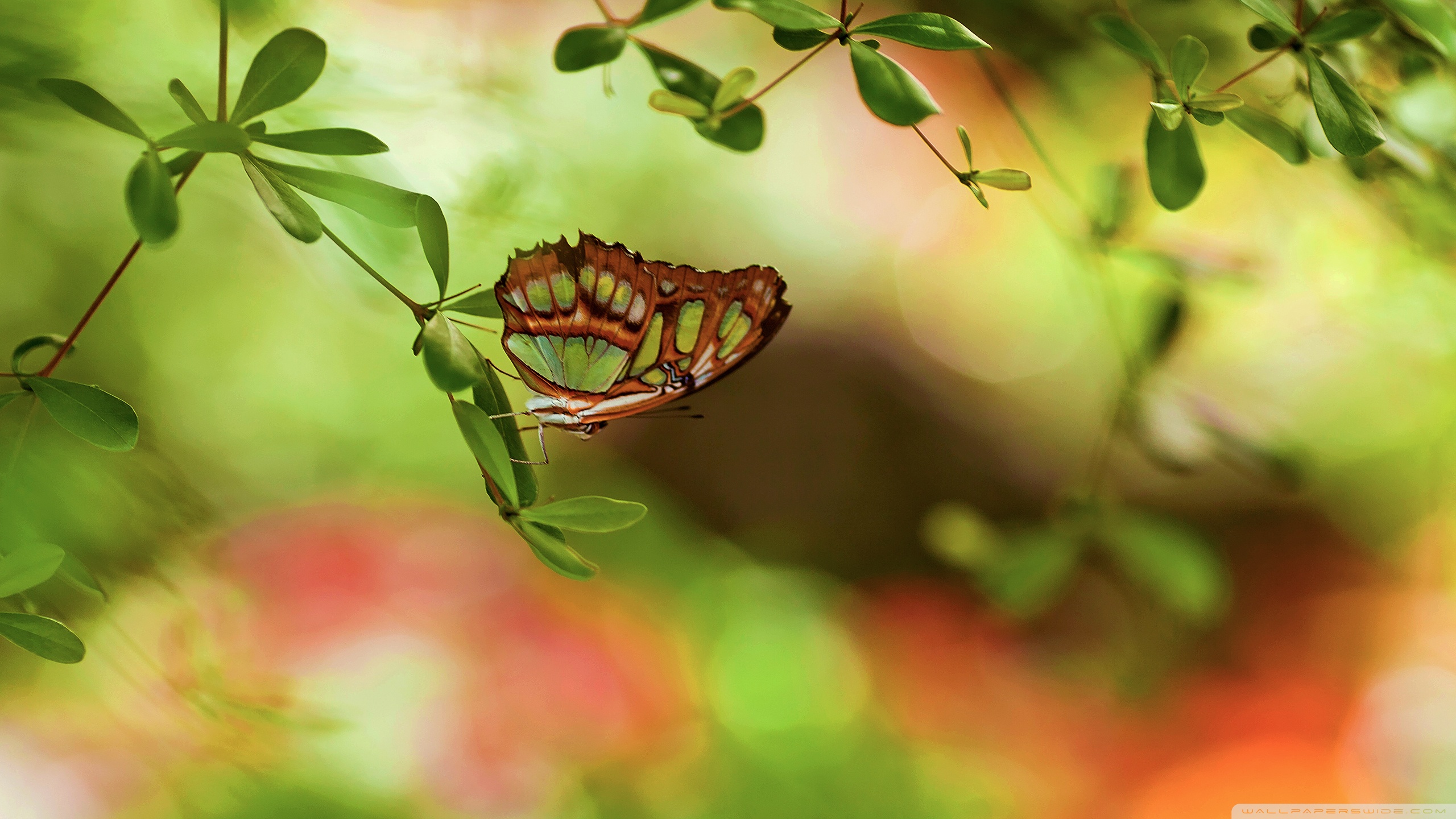Girly Butterfly Wallpaper 3d - HD Wallpaper 