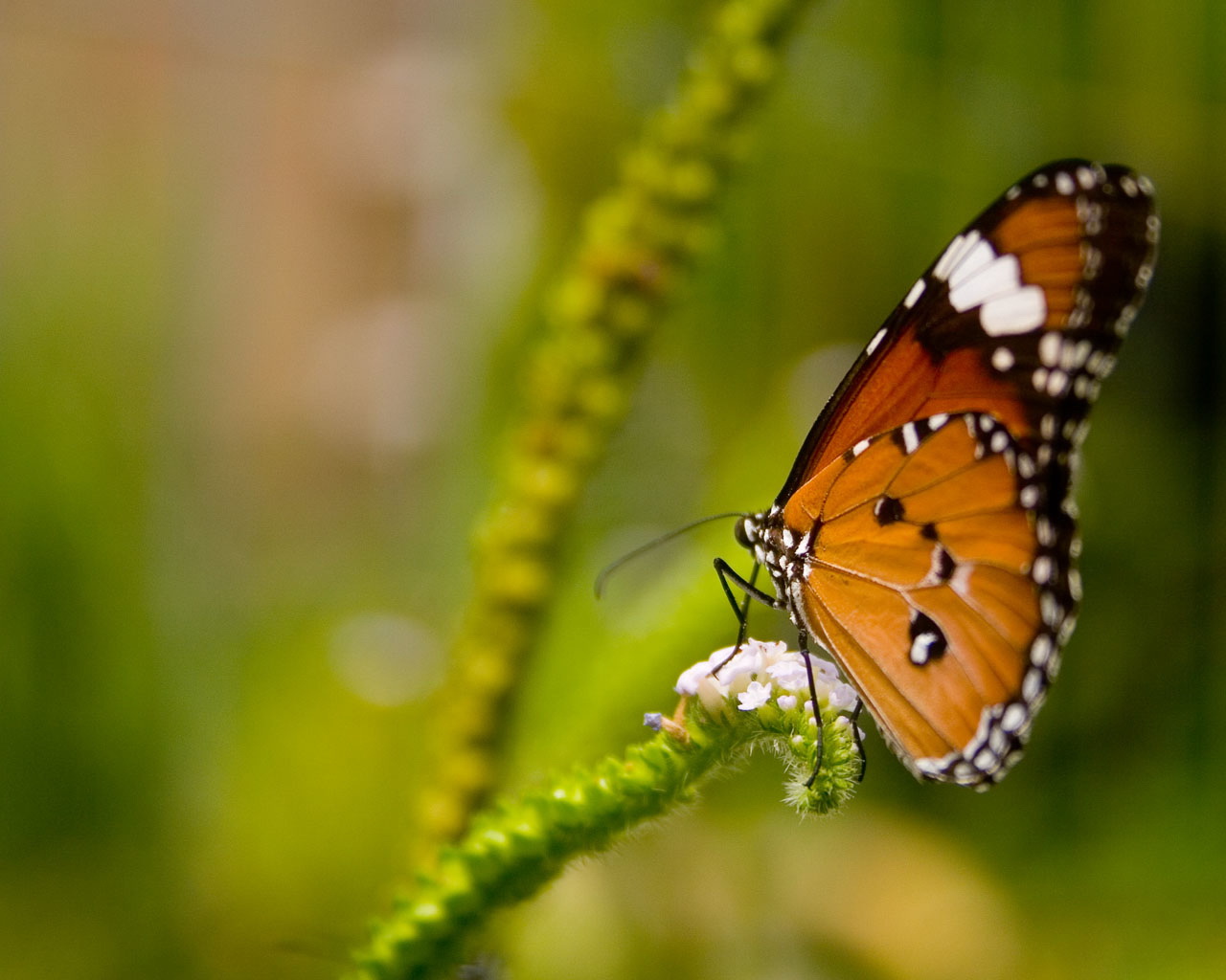 Blue Butterfly Spring - HD Wallpaper 