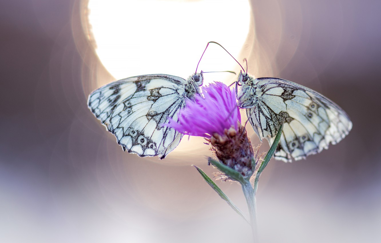 Photo Wallpaper Flower, Macro, Light, Butterfly, Background, - Melanargia Galathea - HD Wallpaper 