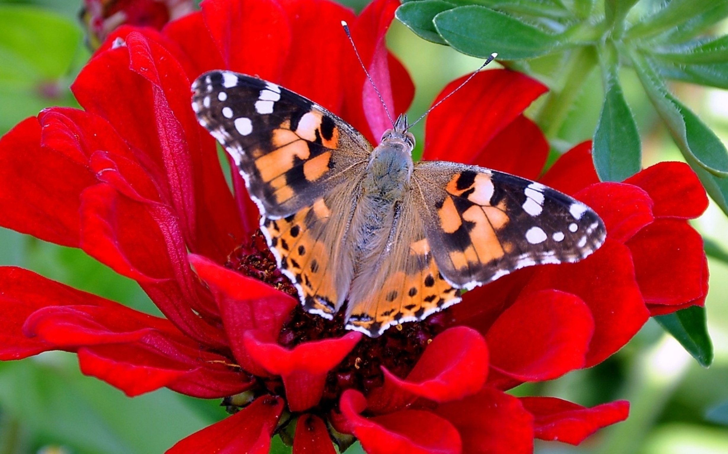 Painted Lady Butterfly - HD Wallpaper 
