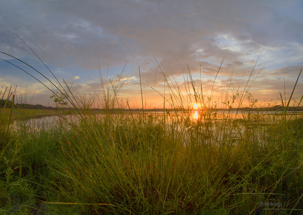 Grass - HD Wallpaper 