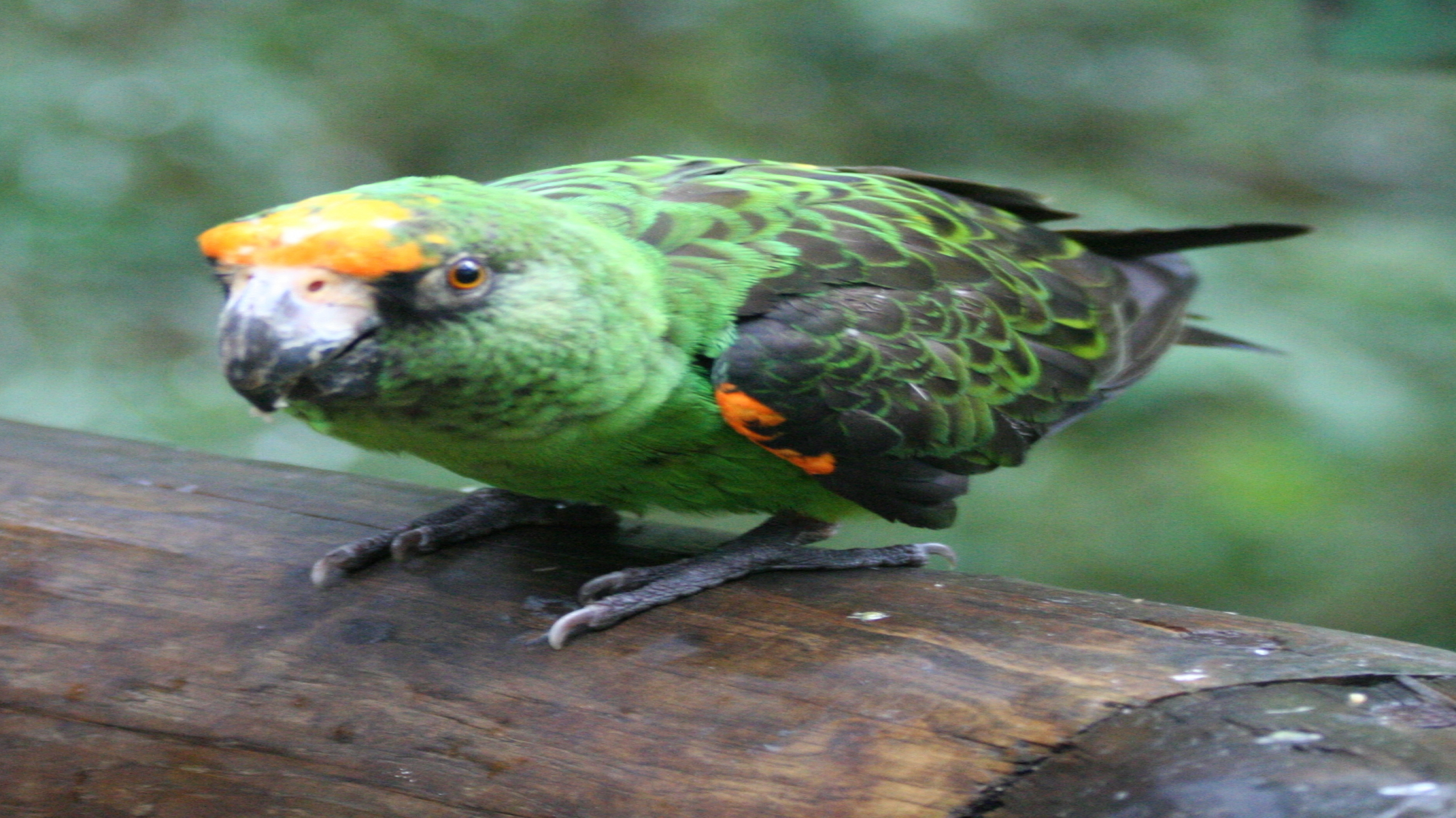 Poicephalus Gulielmi Fantiensis - HD Wallpaper 