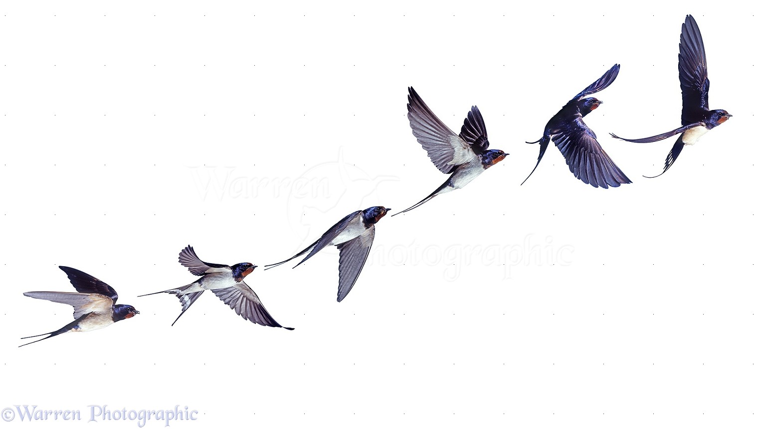 Swallow Wallpapers Group With 53 Items - Swallow Bird Tattoo - HD Wallpaper 