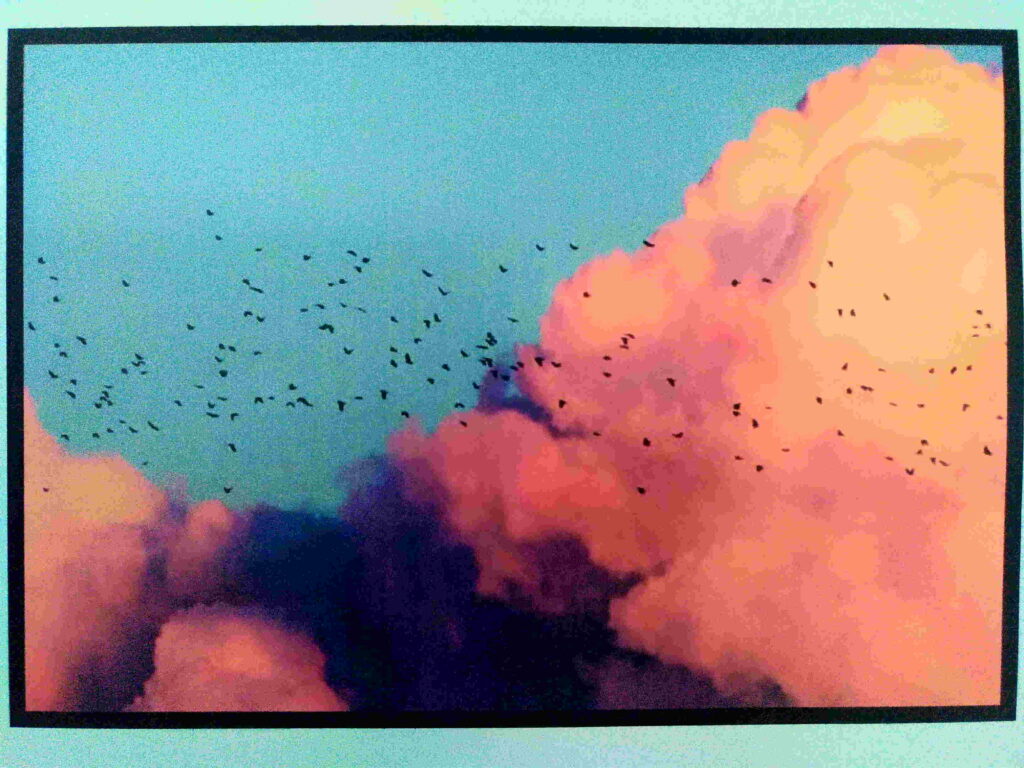 Pink Clouds Images With The Flying Black Birds On Using - Painting - HD Wallpaper 