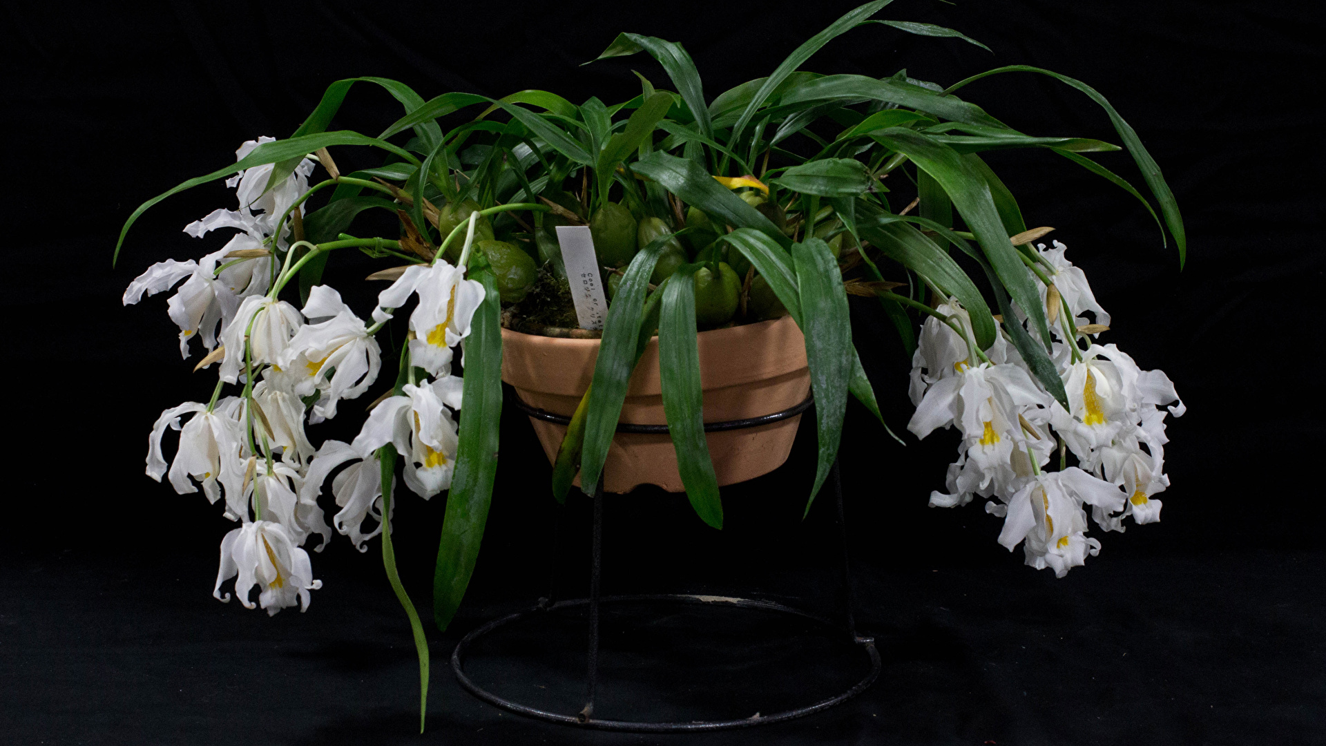 Pot Of Flowers Black Background - HD Wallpaper 