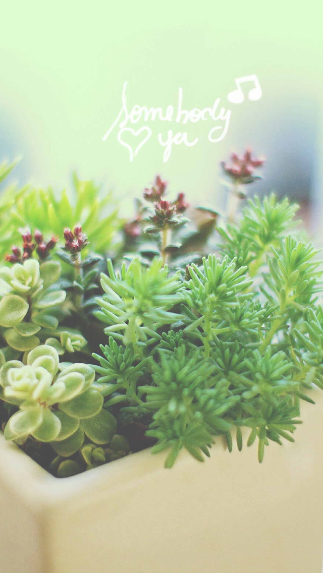 Nature Vitality Aesthetic Fleshy Plant Pot Iphone Wallpaper - Aesthetic - HD Wallpaper 