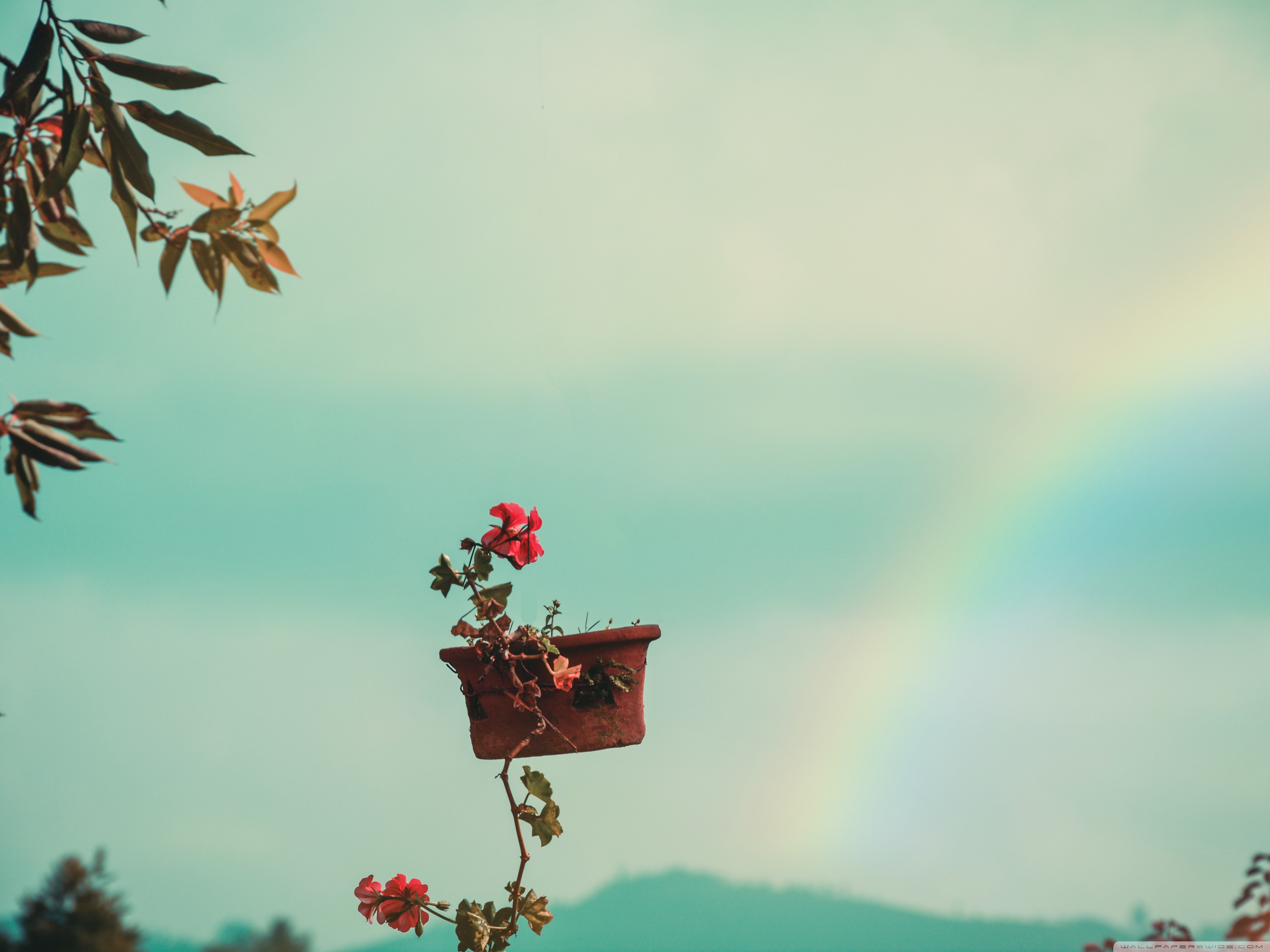 Ultra-high-definition Television - HD Wallpaper 