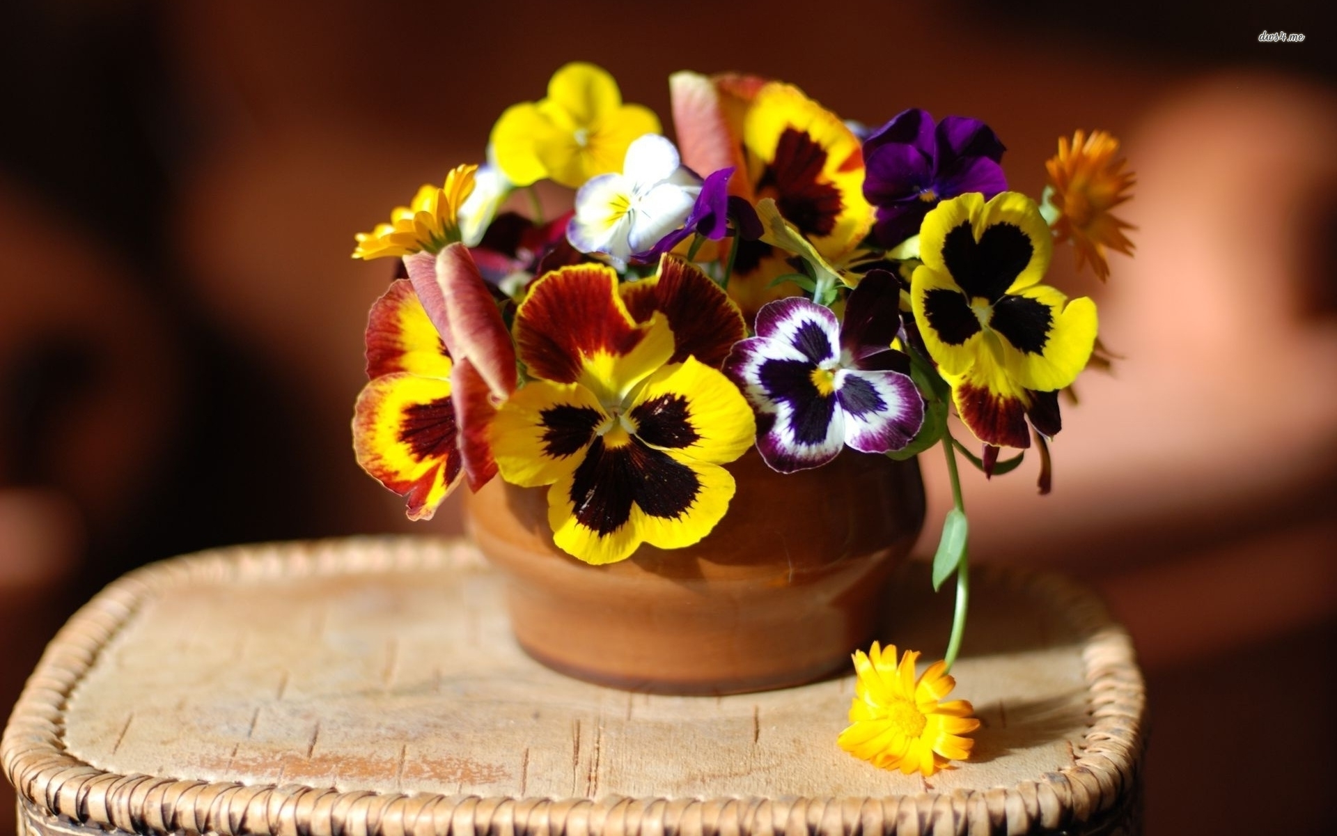 Pansy - HD Wallpaper 