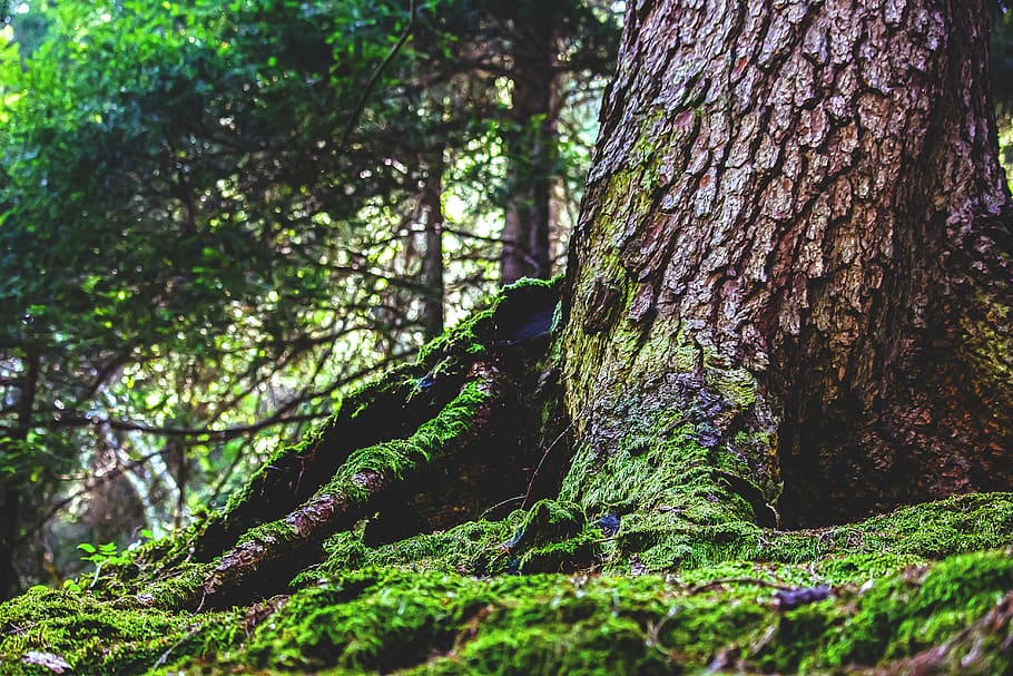 Italy, Selva Di Val Gardena, Bosco, Corteccia, Natura, - HD Wallpaper 
