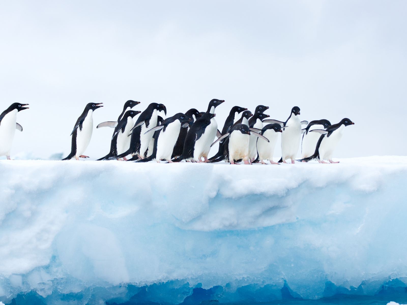 Antarctica 4k Wallpaper Iphone - HD Wallpaper 