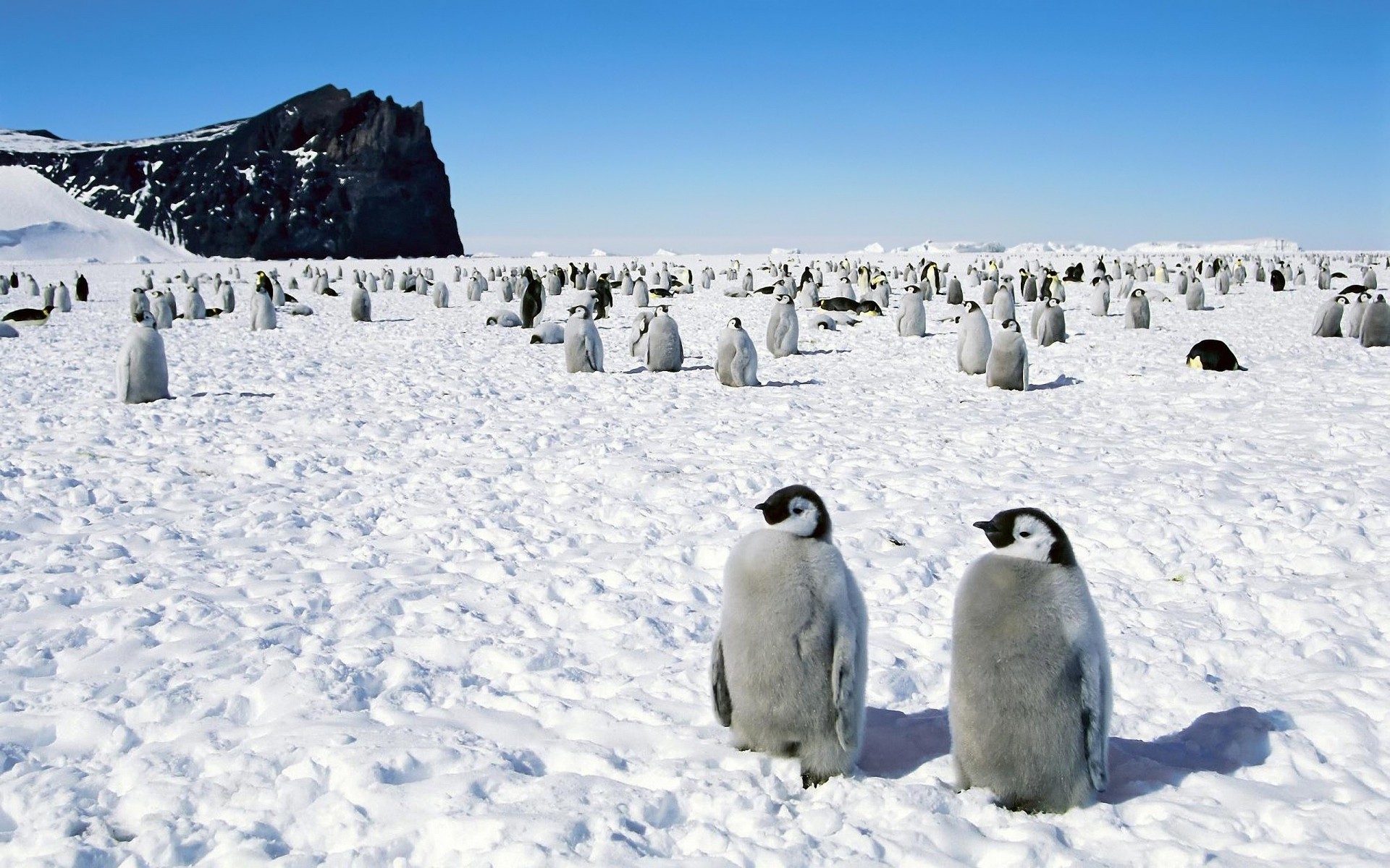 Antarctica Background With Penguins - HD Wallpaper 