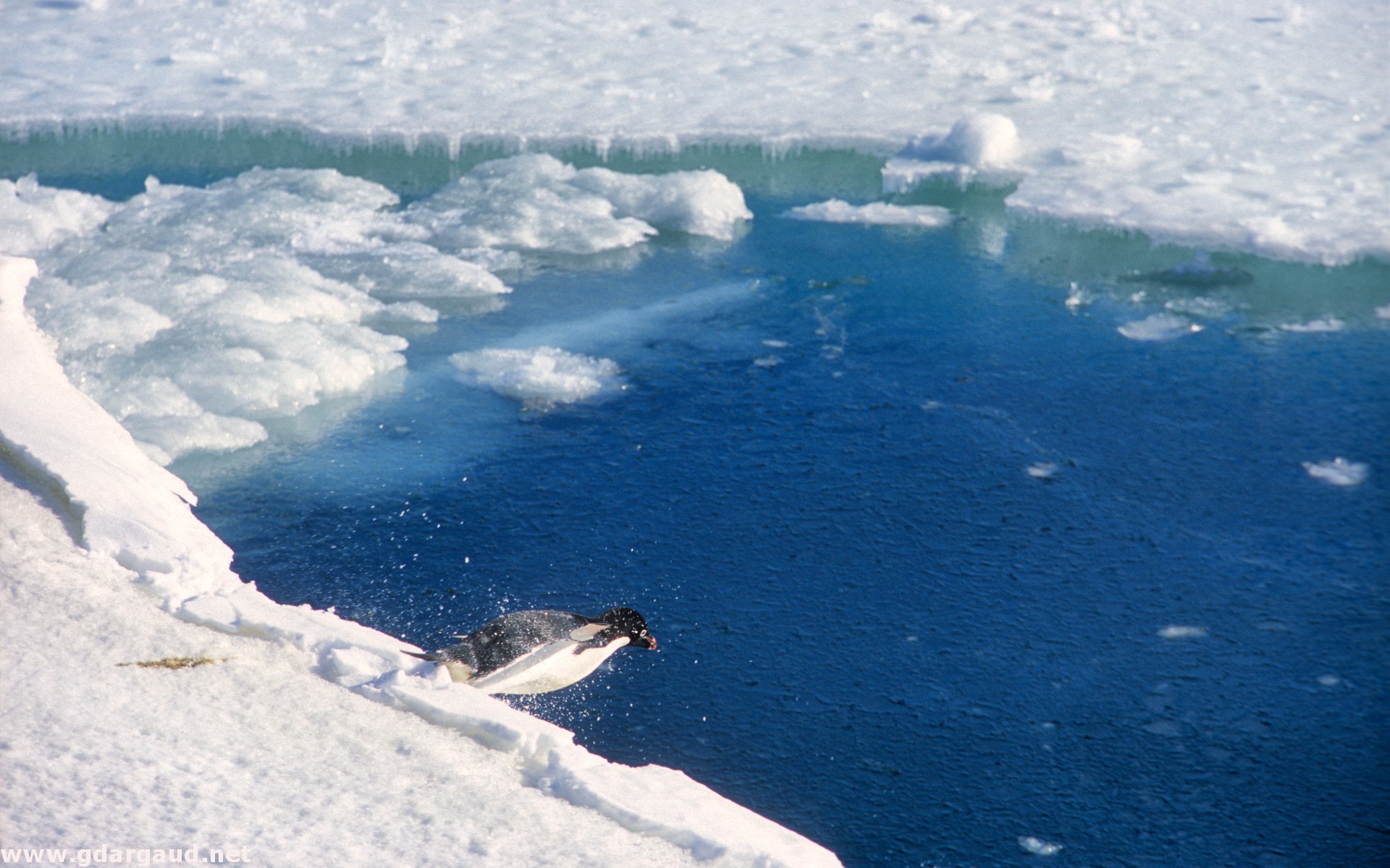 Adelie Penguin Diving Into The Ocean From An Ice Platform - Arctic - HD Wallpaper 