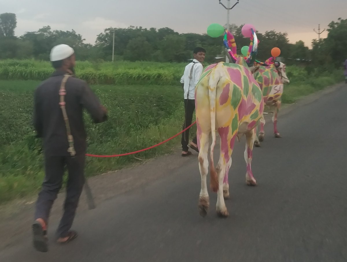 Stallion - HD Wallpaper 