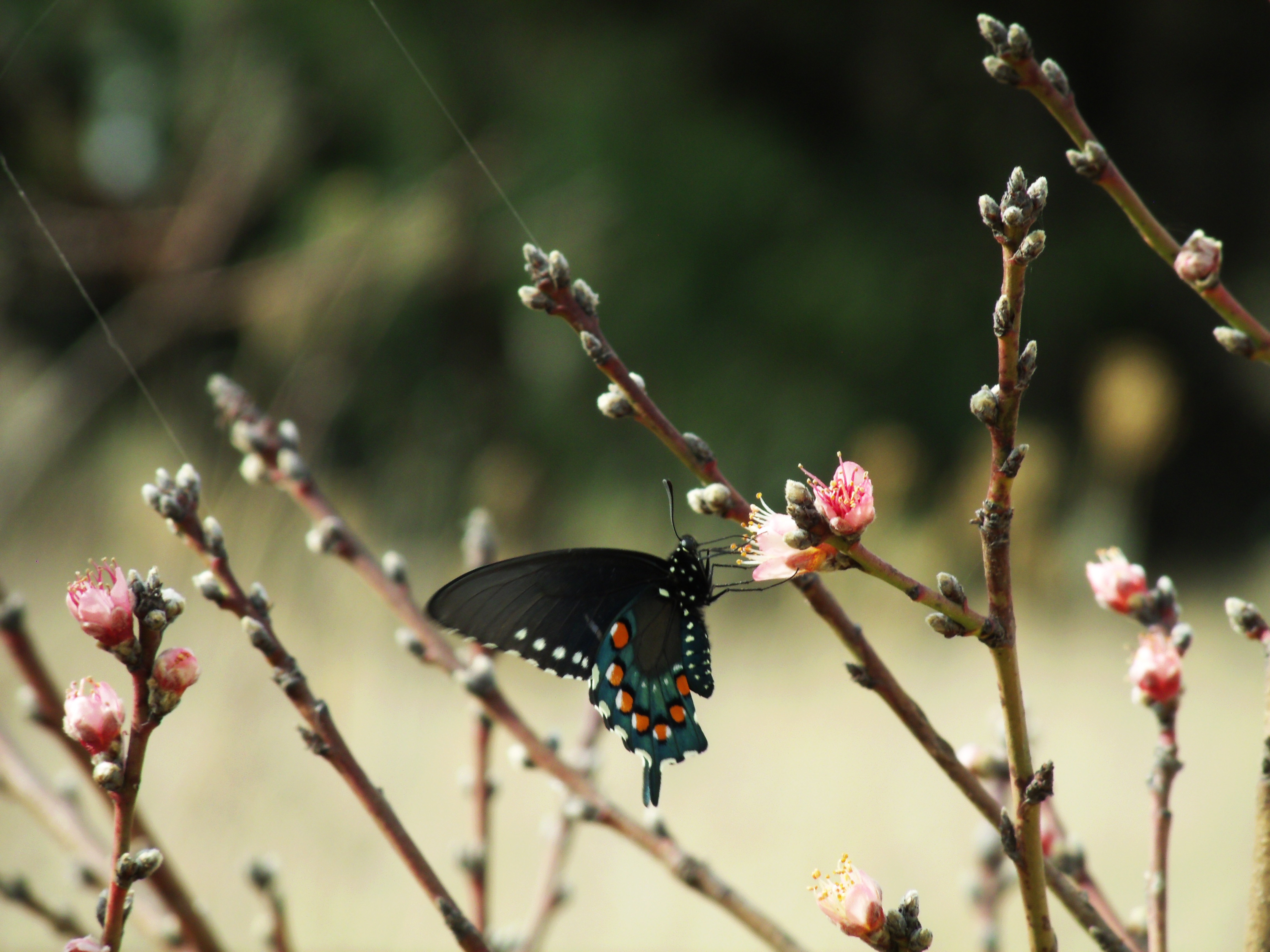 Swallowtail Butterfly - HD Wallpaper 