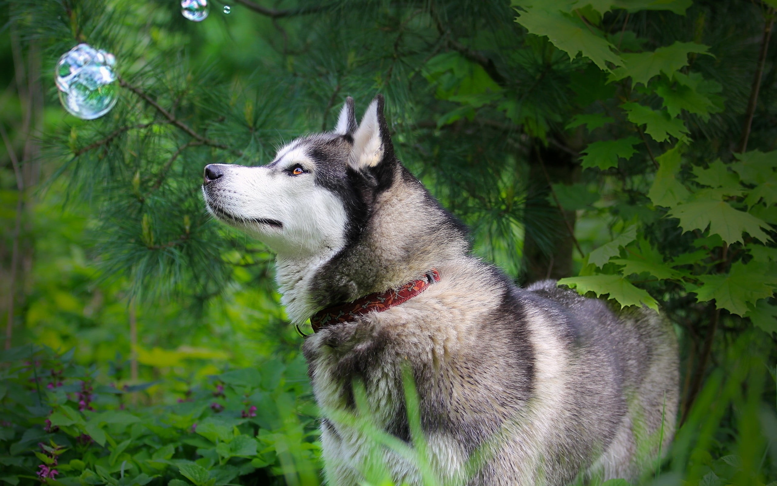 Hd Wallpaper Download Of Husky Dog - 2560x1600 Wallpaper Hd Wallpaper Download Of Husky Dog - 2560x1600 Wallpaper