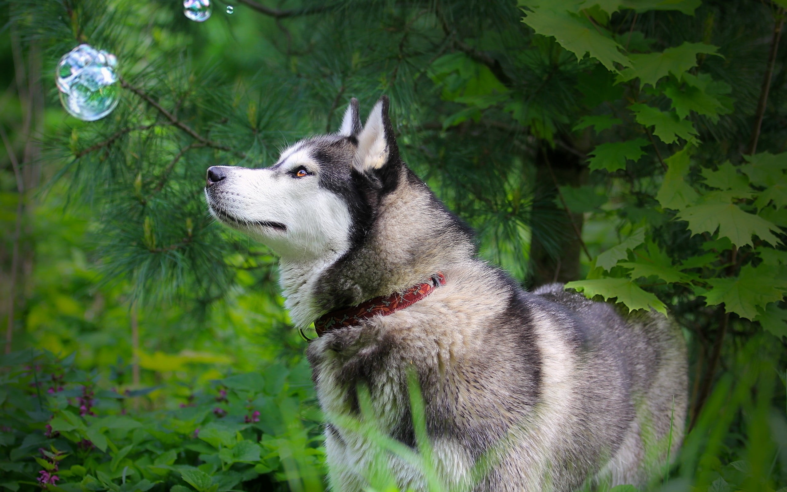 Hd Wallpaper Download Of Husky Dog - HD Wallpaper 