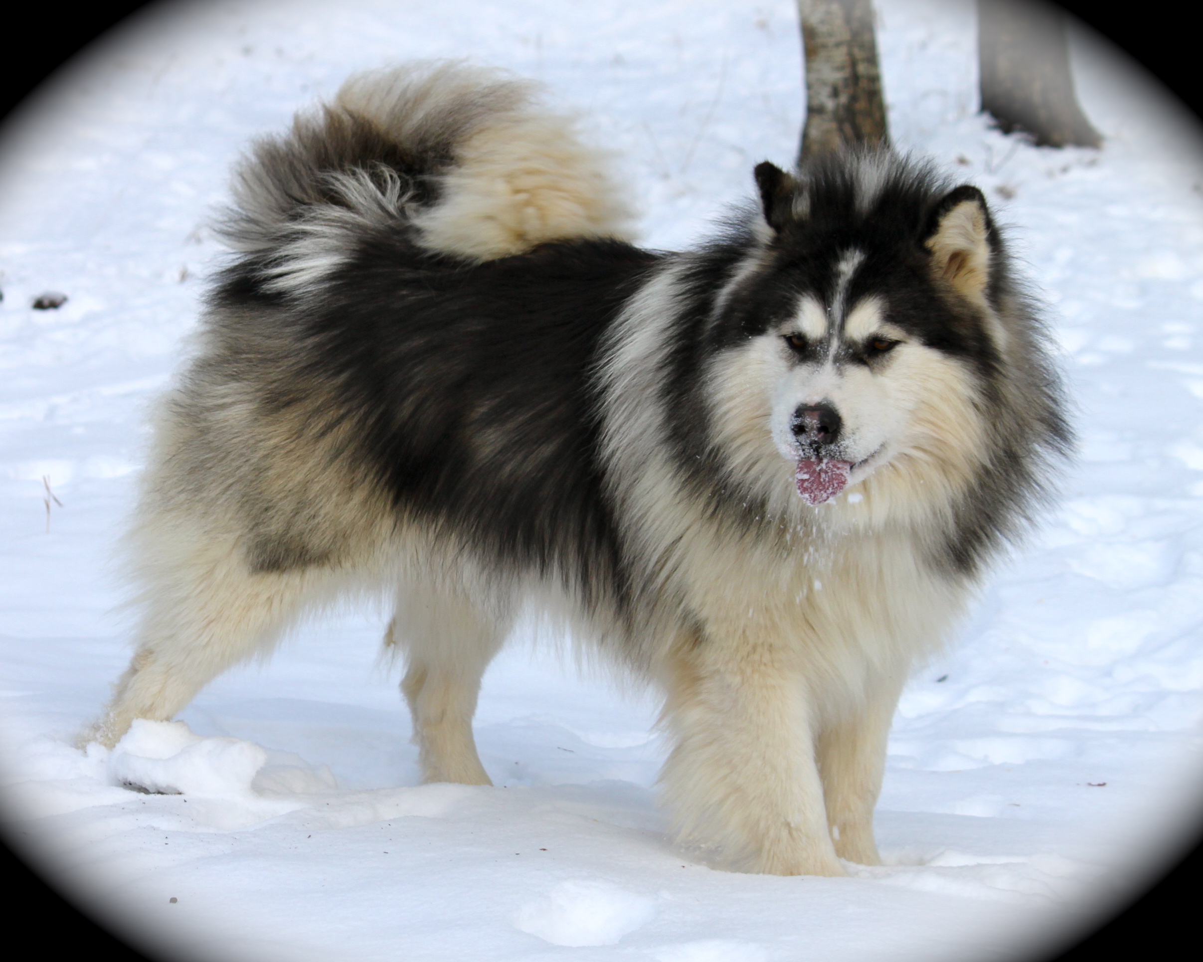 Alaskan Malamute Hd Wallpapers, Desktop Wallpaper - Husky Puppies Long Hair - HD Wallpaper 