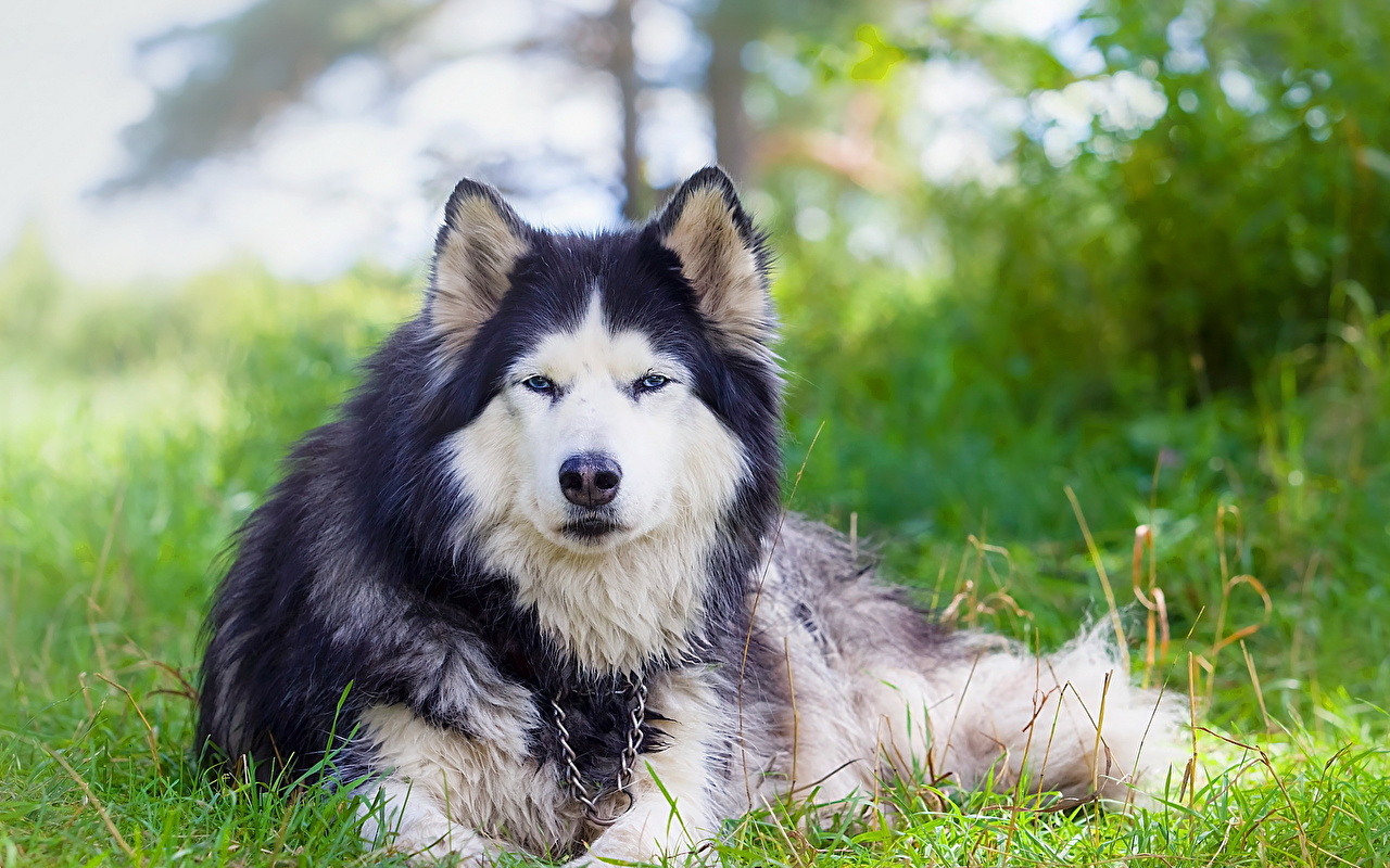 Noble Husky - HD Wallpaper 