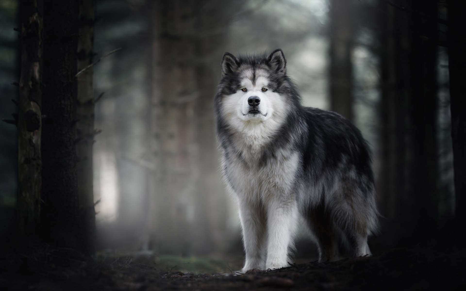 Alaskan Malamute, Big Fluffy Dog, Cute Animals, Dogs, - HD Wallpaper 